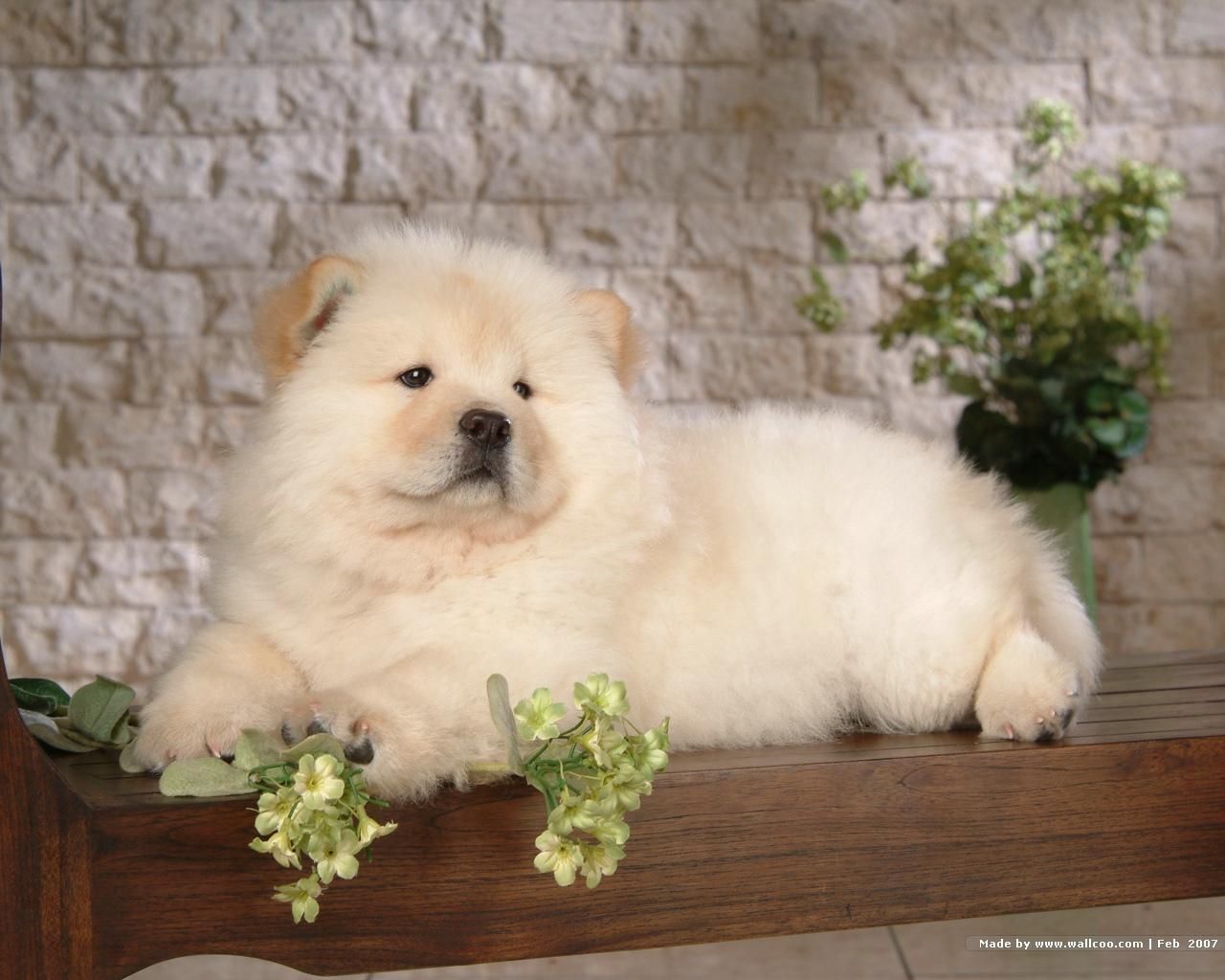 Puppies Wallpaper: Chow Chow Puppy Wallpaper. Bear dog breed, Chow chow puppy, Polar bear dogs