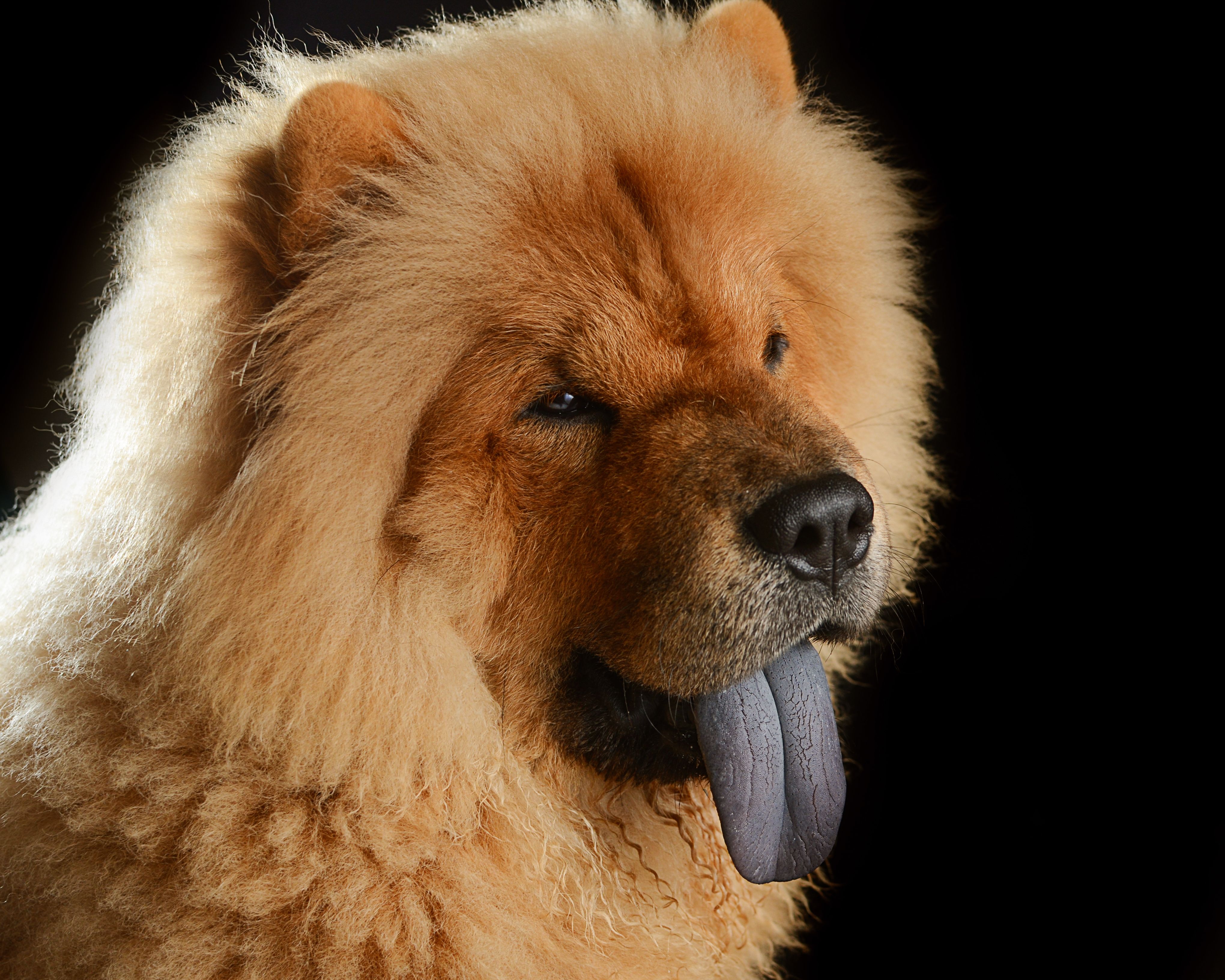 image Chow Chow Dogs Ginger color Snout Head animal 4080x3264