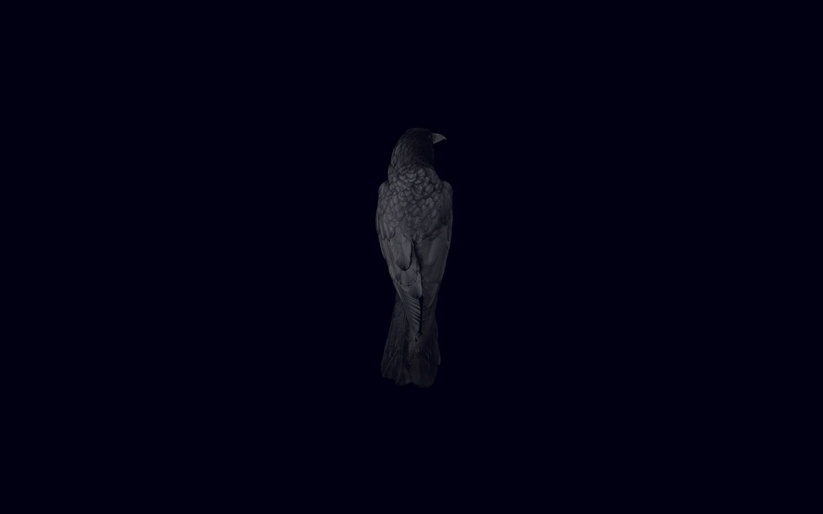 Free download Wallpaper black background bird raven wallpaper minimalism [1920x1280] for your Desktop, Mobile & Tablet. Explore Dark Raven Wallpaper. Dark Raven Wallpaper, Raven Wallpaper, Raven Wallpaper