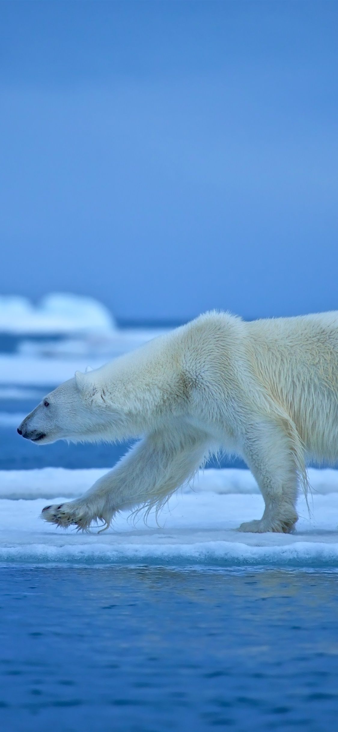 Ice Bear Iphone Wallpapers Wallpaper Cave