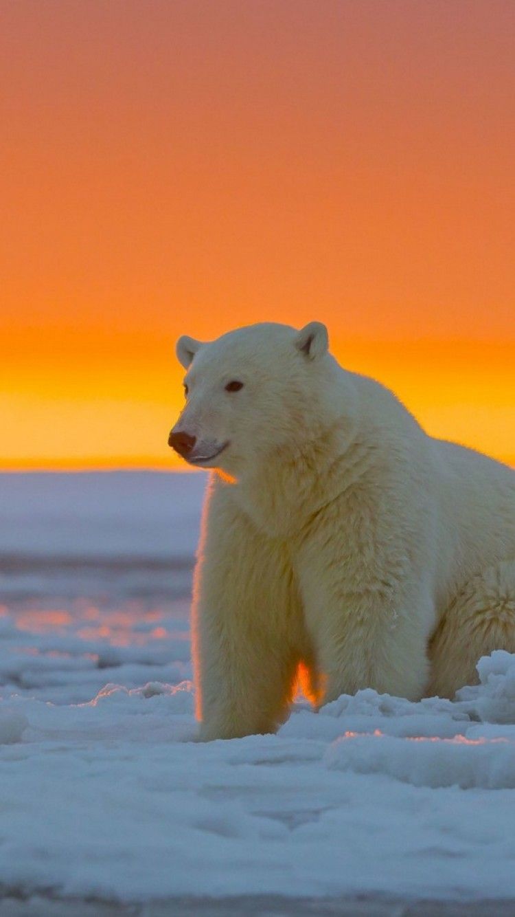 IPhone Polar Bears, Snow Island, Art - Ultra HD phone wallpaper | Pxfuel