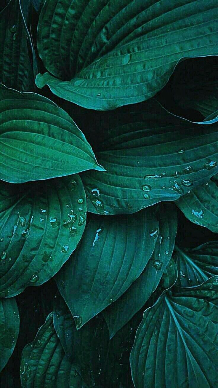 RANDOM PHONE WALLPAPER. Plant wallpaper, Plant background, Green aesthetic