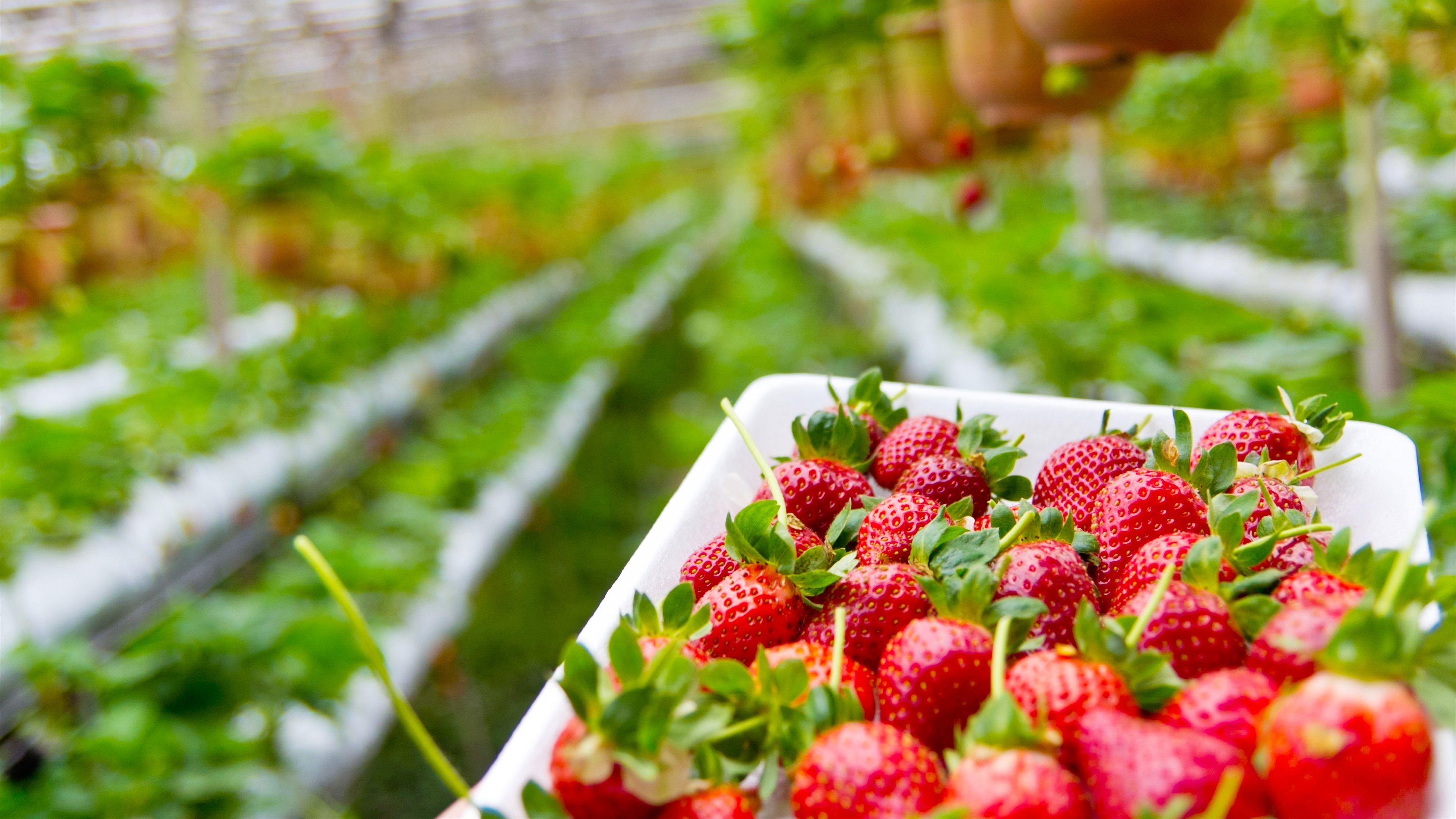 Wallpaper Strawberry planting garden 3840x2160 UHD 4K Picture, Image