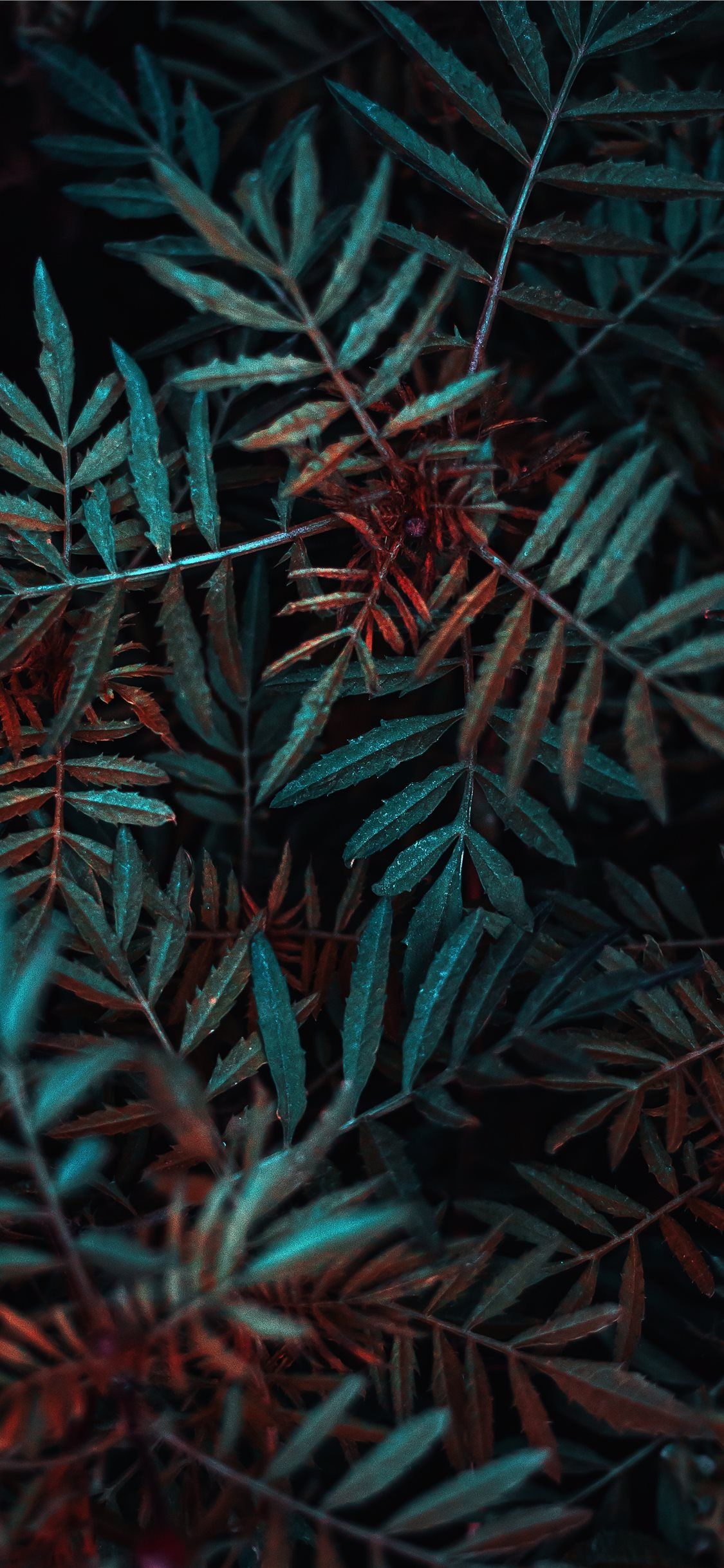 Plant Background Image