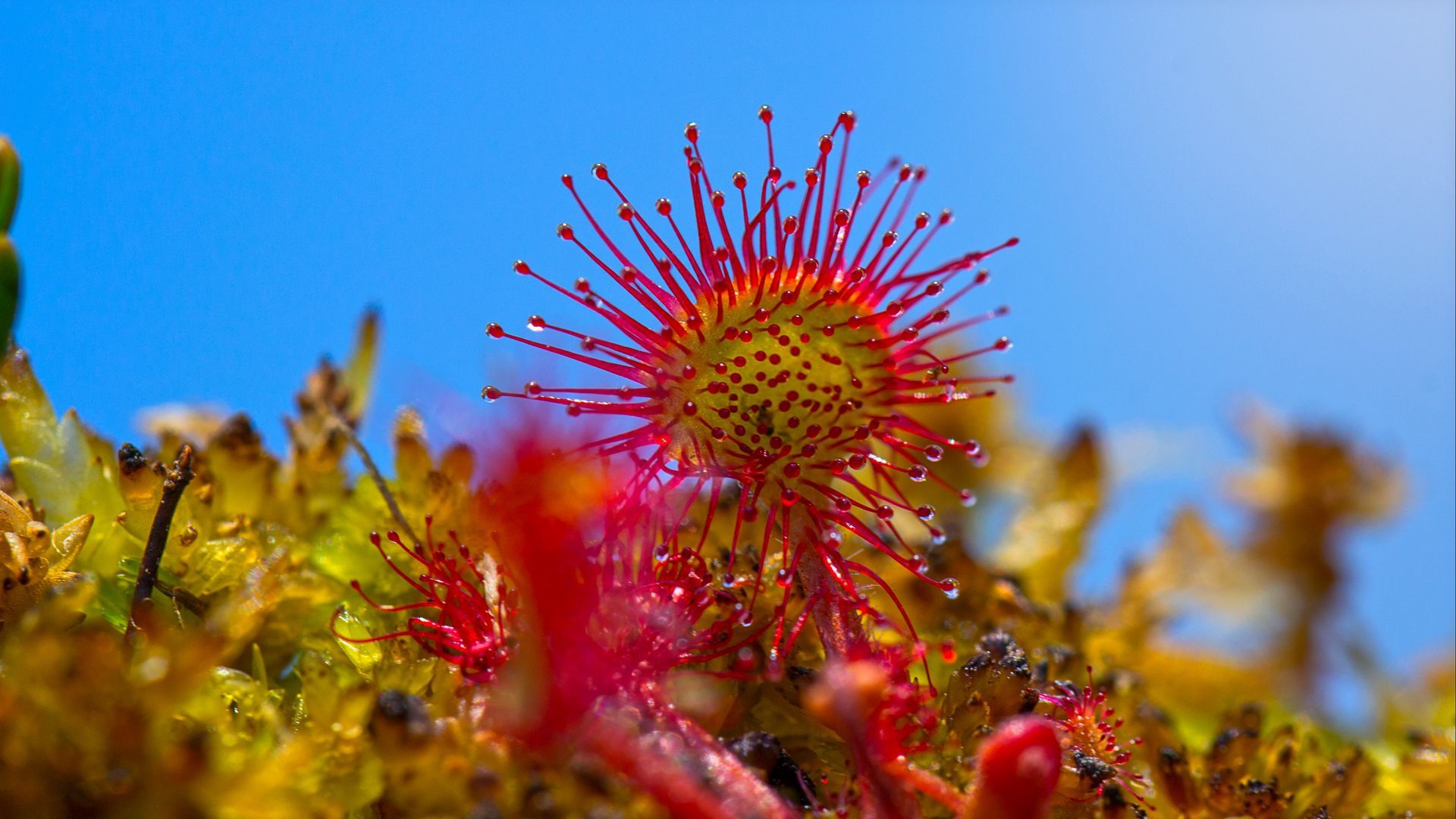 Download Wallpaper 1920x1080 Sundew, Plant, Close Up Full Hd, Hdtv, Fhd, 1080p HD Background
