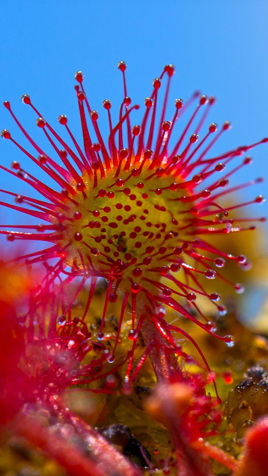 Download Wallpaper 938x1668 Sundew, Plant, Close Up Iphone 8 7 6s 6 For Parallax HD Background