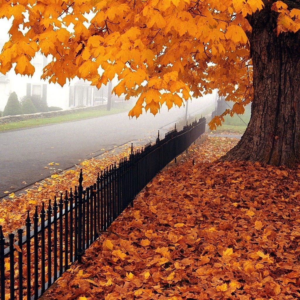 Autumn leaves falling down. Autumn trees, Fall colors, Fall halloween