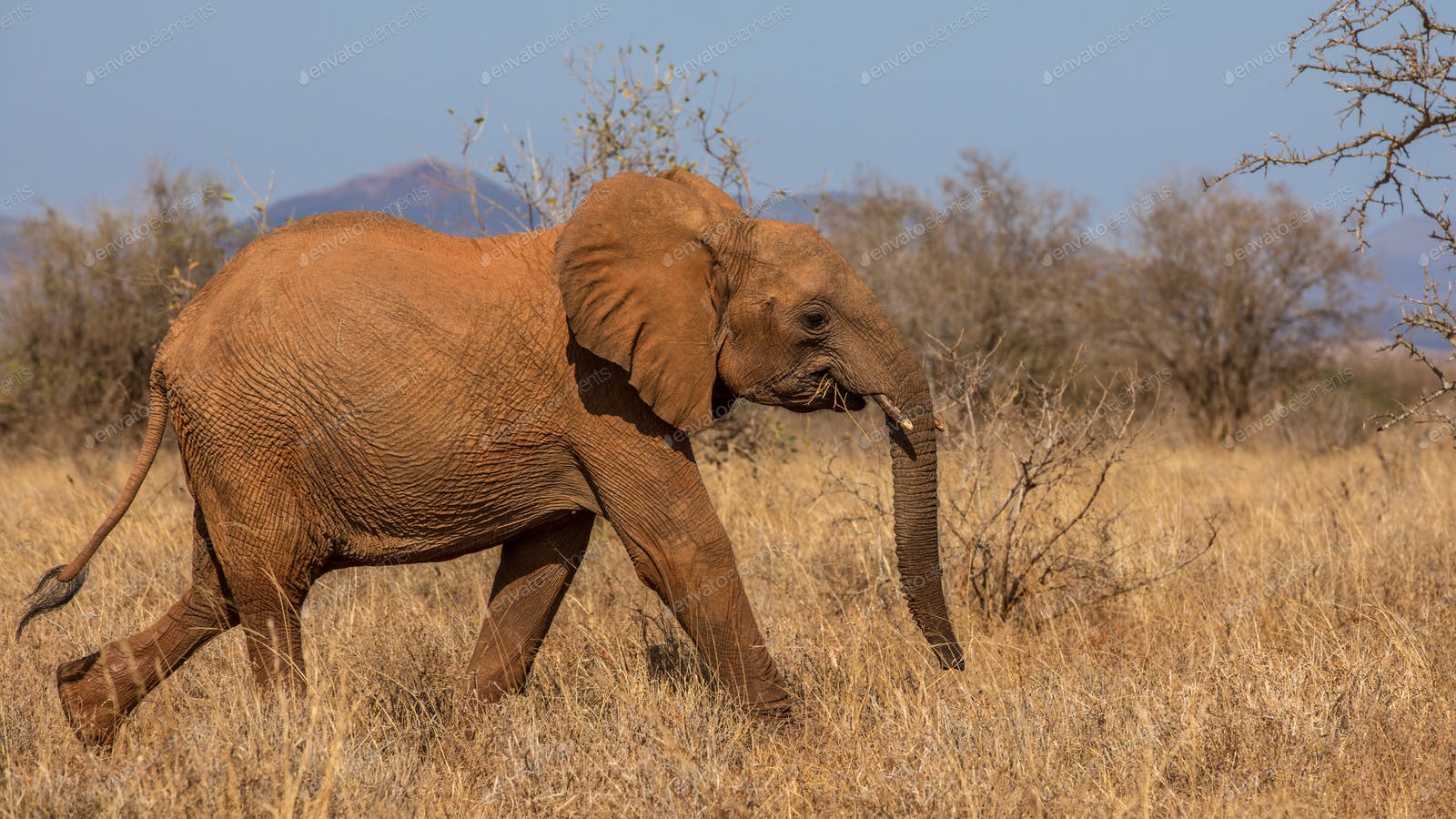 Beautiful Image of of African Elephants in Africa photo by MHSKYPIXEL on Envato Elements