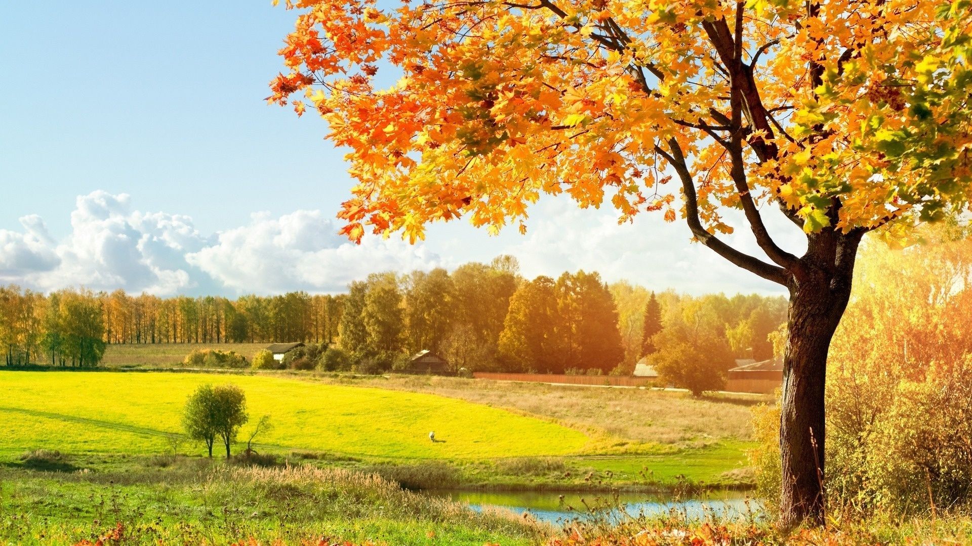 Autumn, leaves, green, meadow, falling, trees. Autumn landscape, Fall wallpaper, Countryside photography