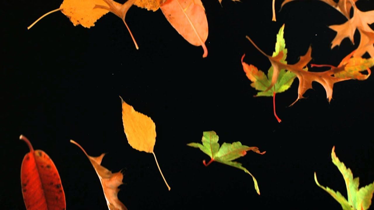 Slow Motion Falling Leaves and Autumn Leaf Fall Shot in Slow Mo High Definition HD Black Background