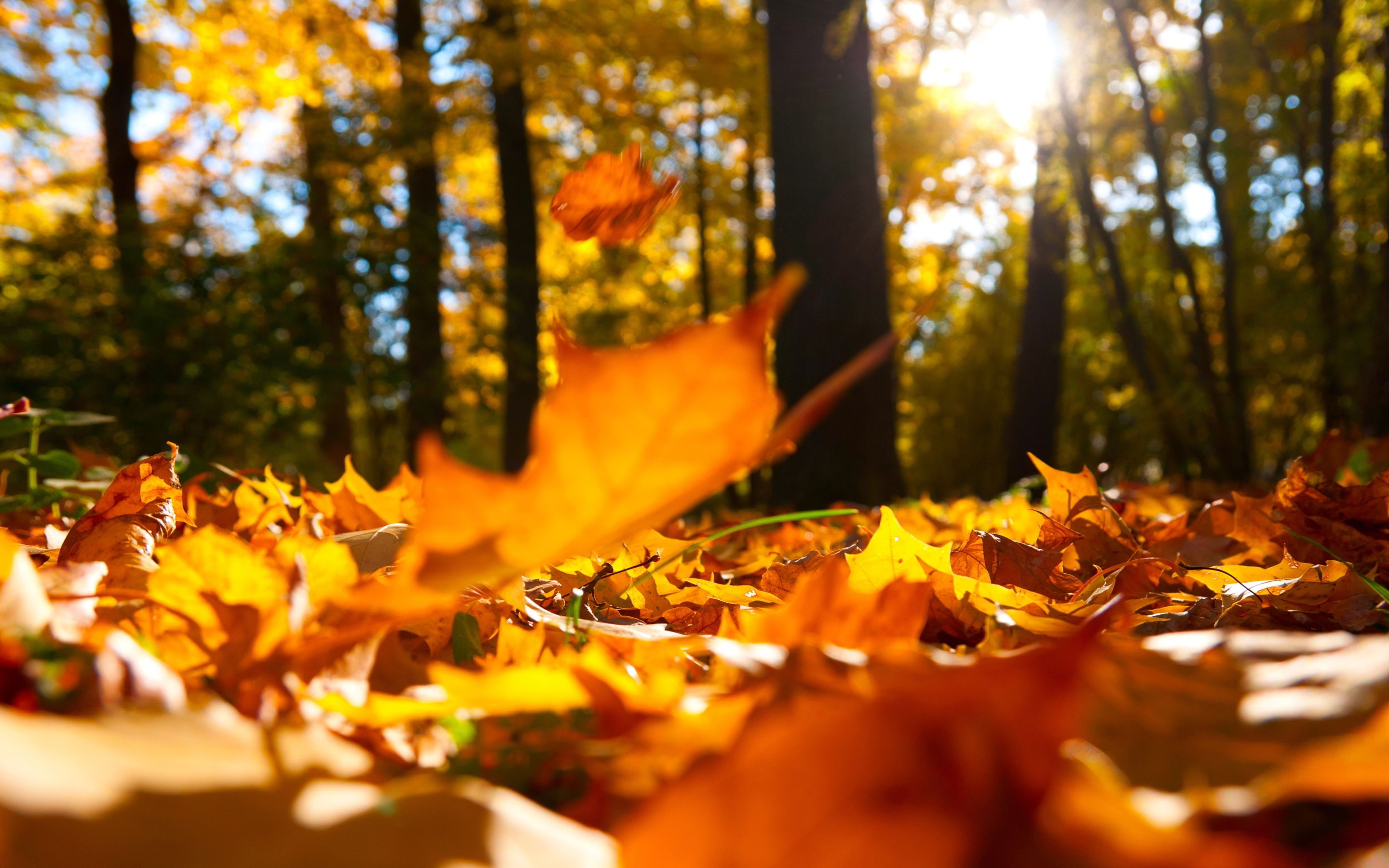 Free photo: Fallen Autumn Leaves, Leaves, The