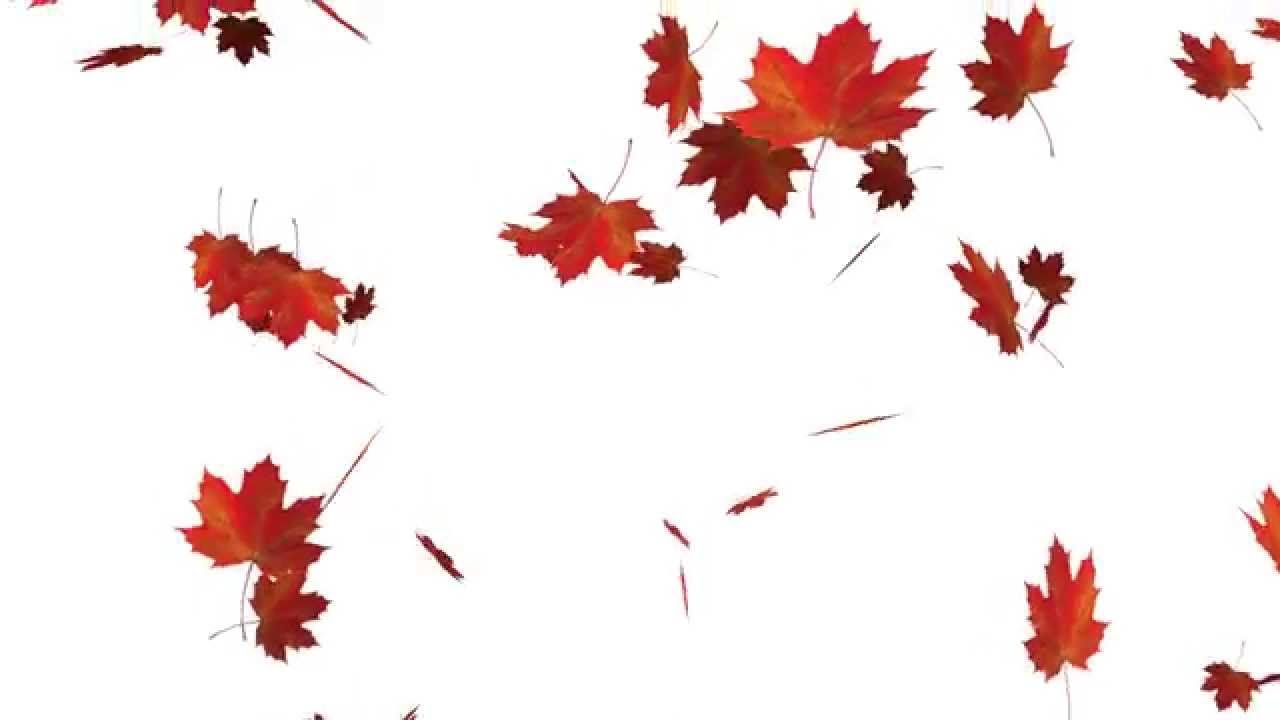 Falling Autumn Leaves + Alpha Channel
