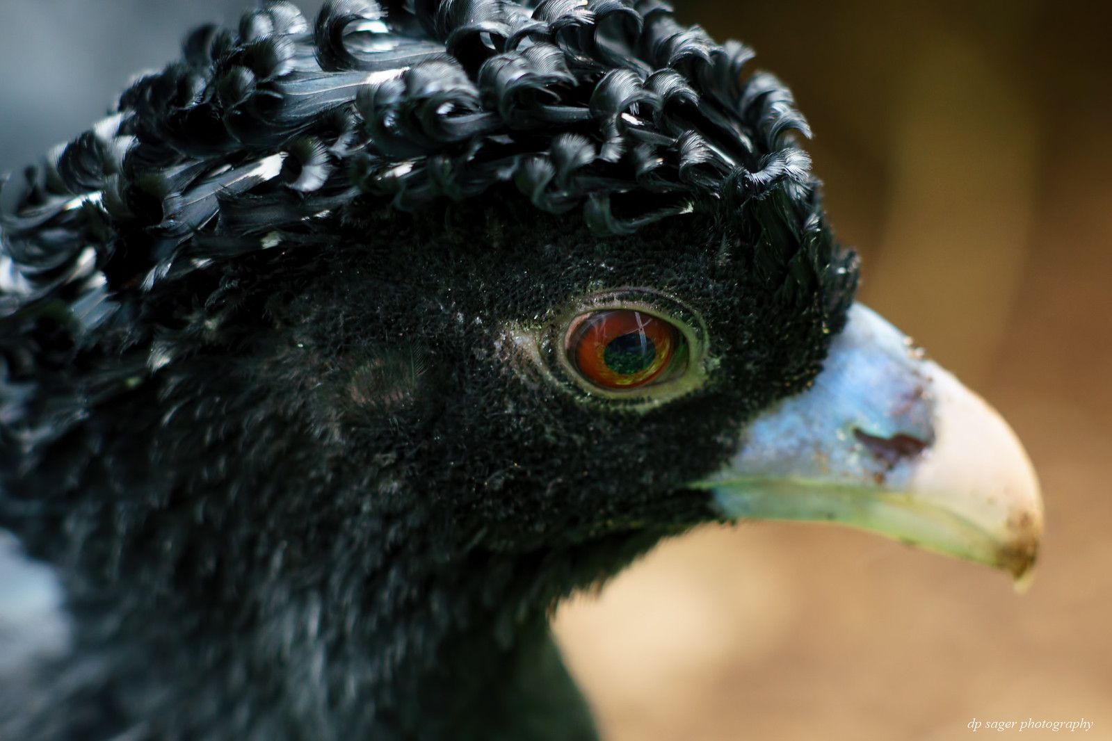 Blue-billed Curassow Wallpapers - Wallpaper Cave