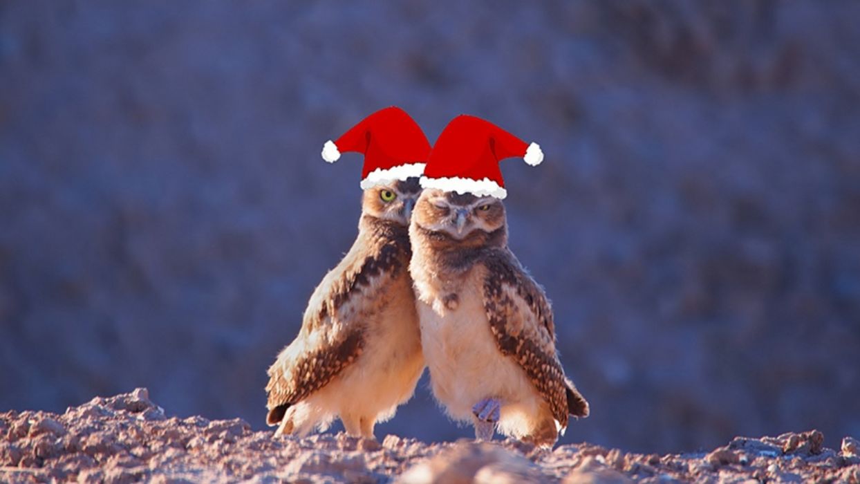 CHRISTMAS holiday owl wallpaperx1080