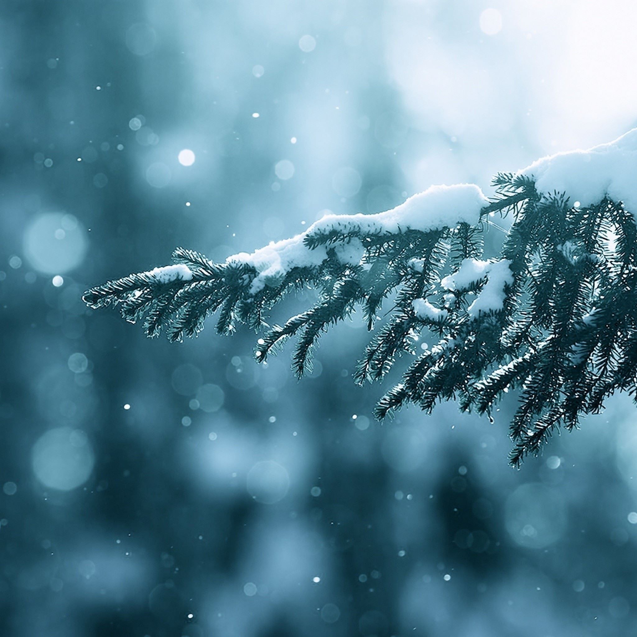 Winter Season Snow Trees Lens Flare iPad Air Wallpaper Free Download
