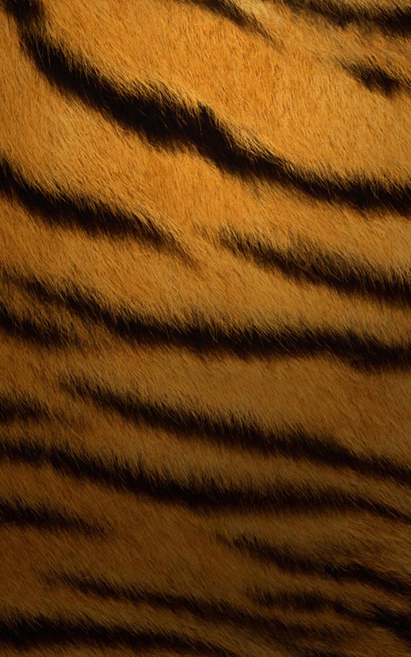 Tiger Stripes Wallpapers  Wallpaper Cave