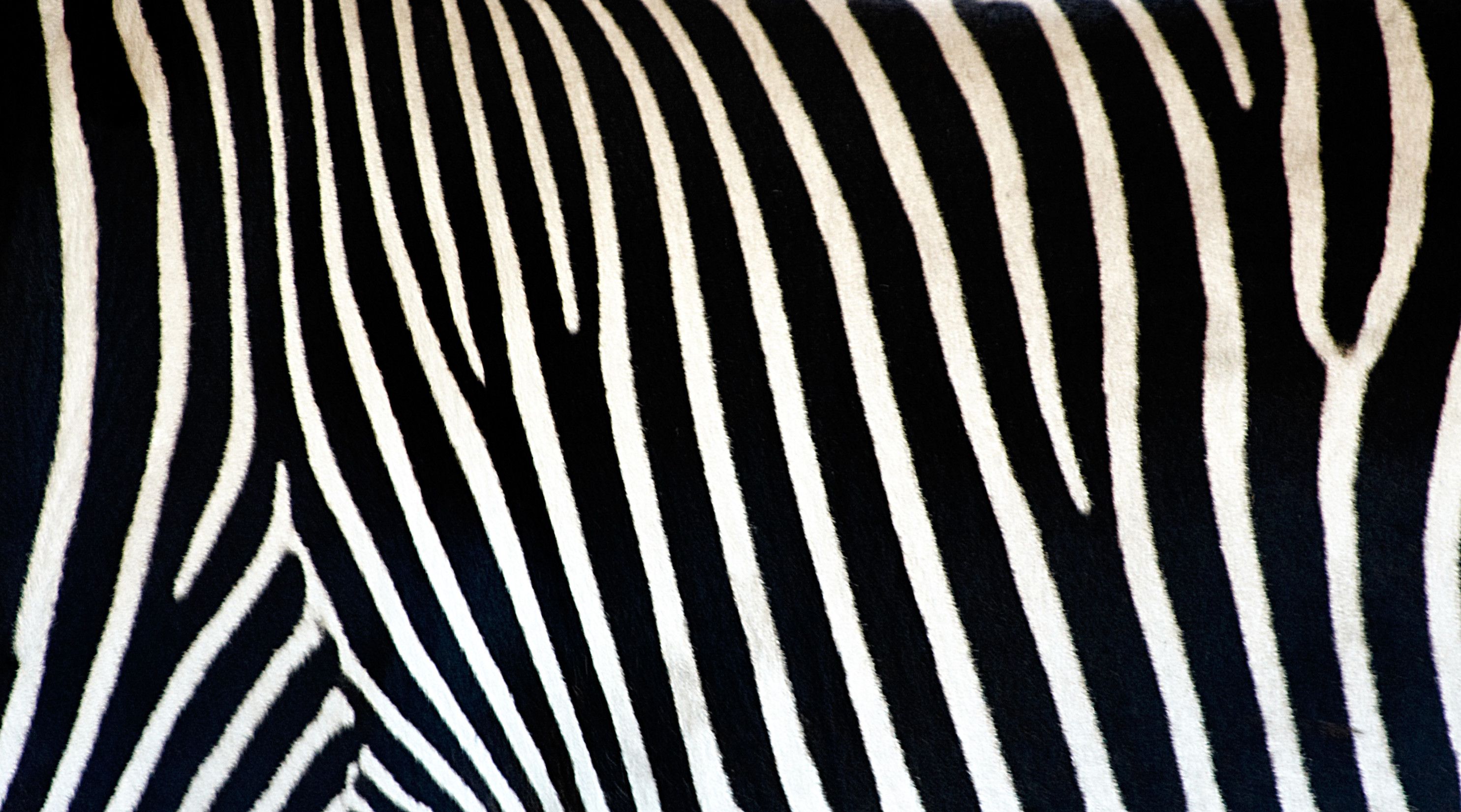 animal print wallpaper zebra