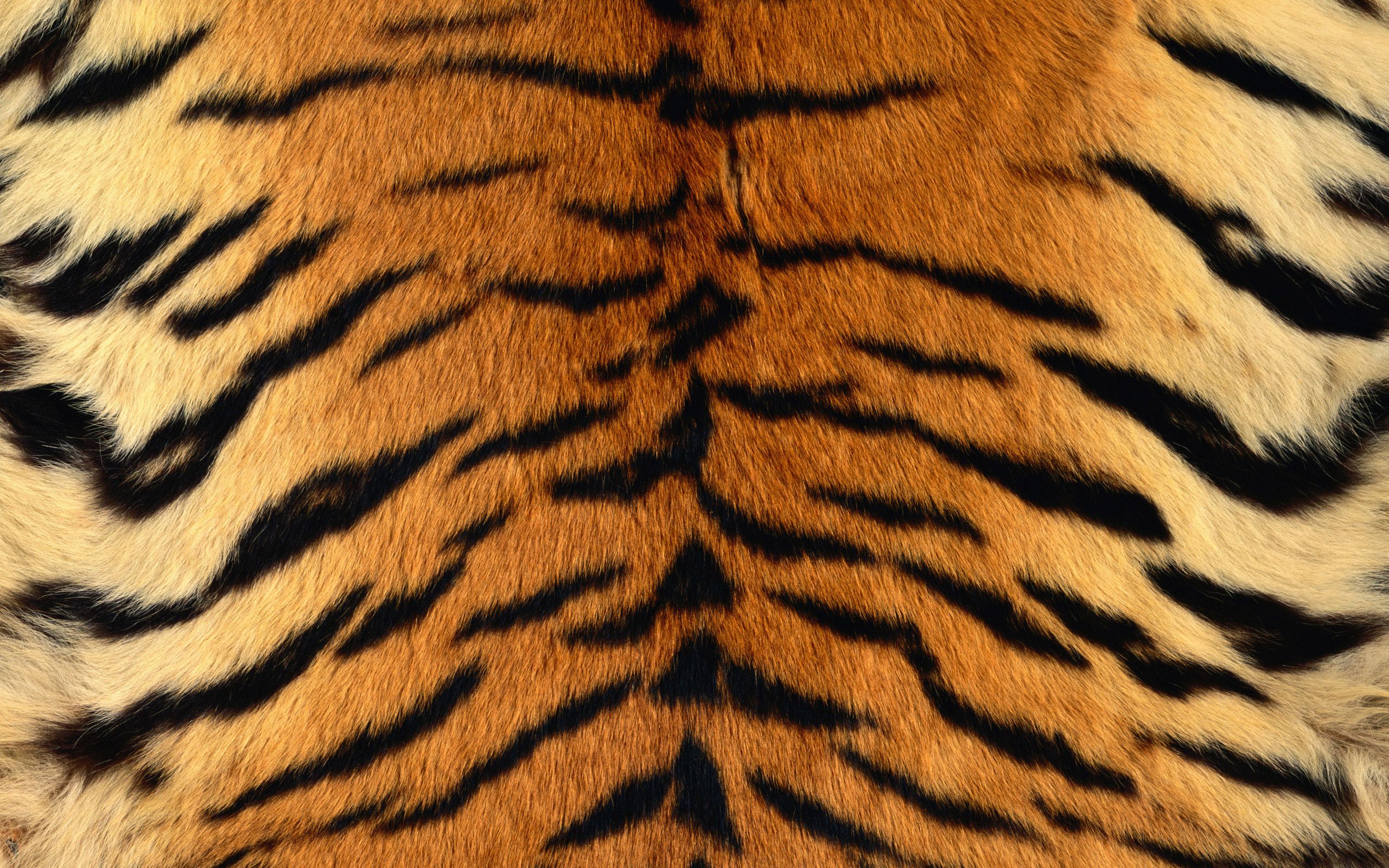 Big Cats, Leopard, Siberian Tiger, Animal Print, Pattern Stripe Phone Background Wallpaper & Background Download