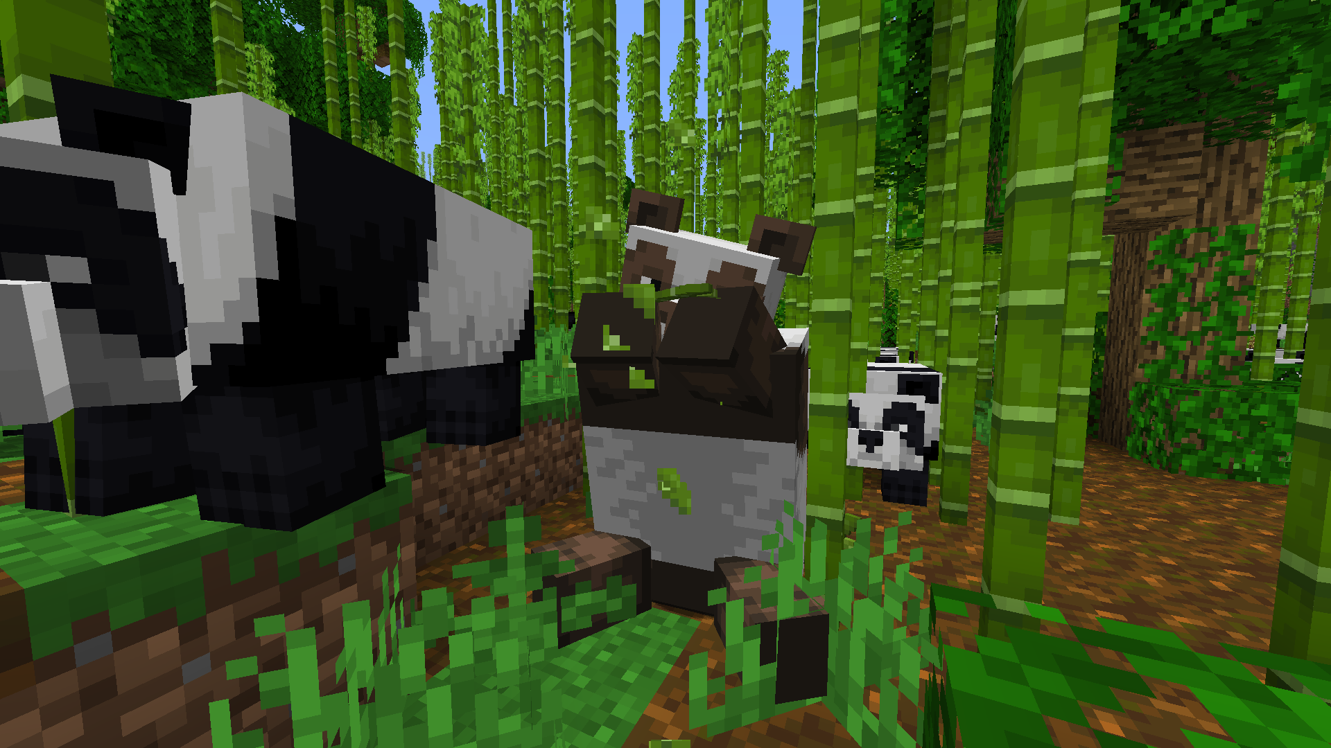 I found the Brown Panda!