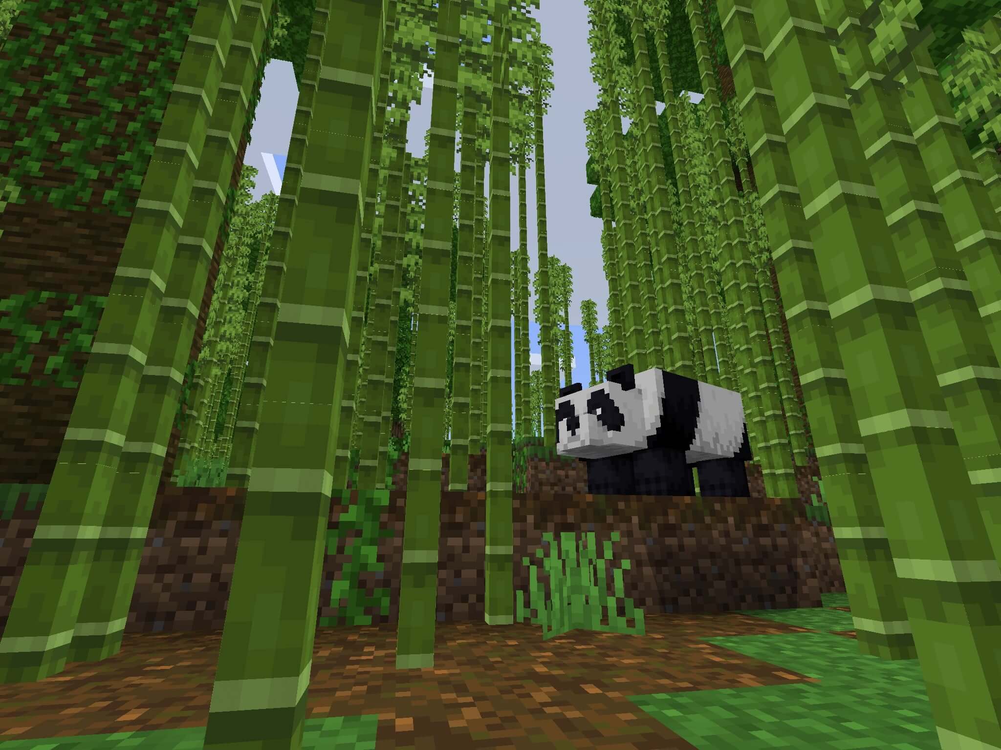 – A Bamboo Biome With Pandas. Seed Minecraft PE