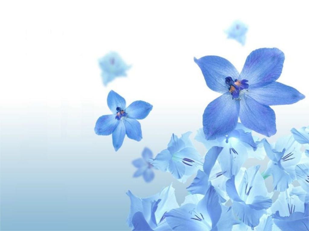 Blue Flower Wallpaper HD Resolution Blue Flowers Wallpaper & Background Download
