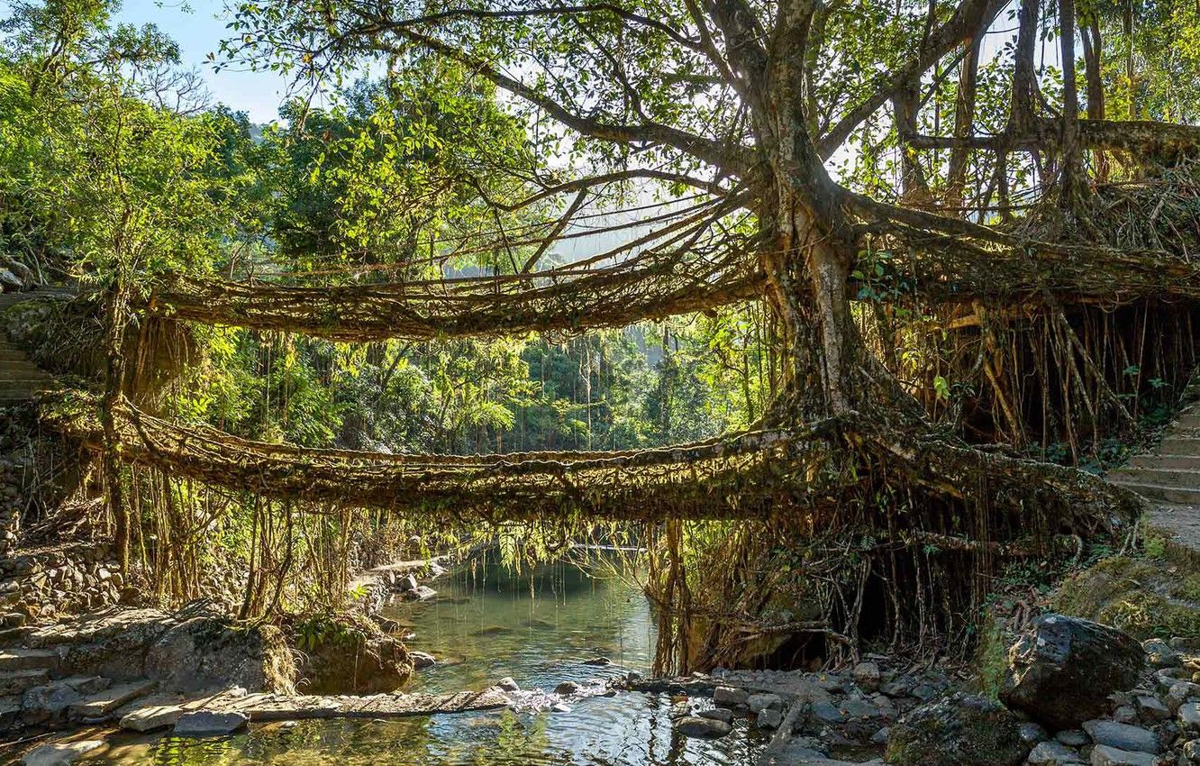 Wallpaper trees, bridge, roots, river, India, Meghalaya image for desktop, section природа