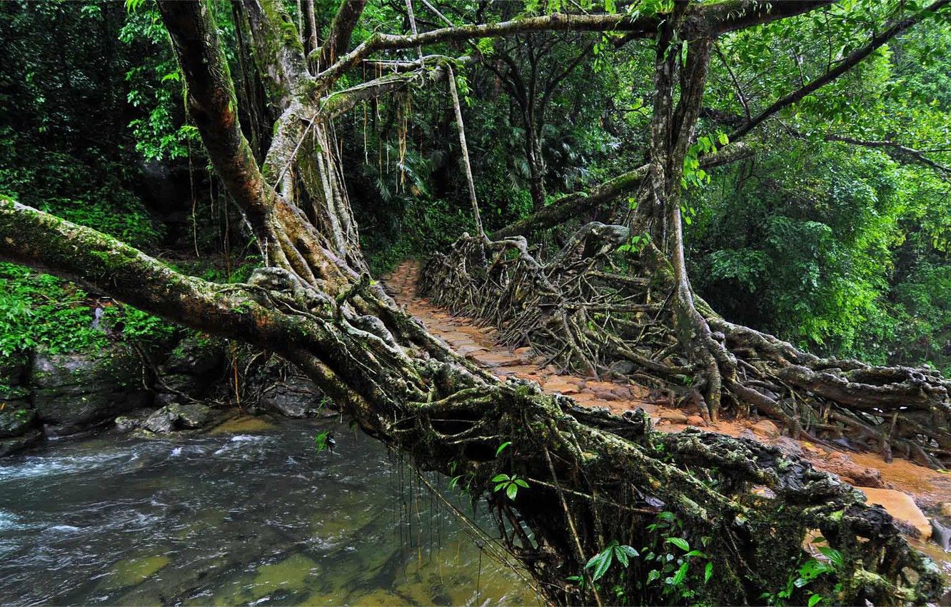 Wallpaper roots, India, Meghalaya, living bridge image for desktop, section природа