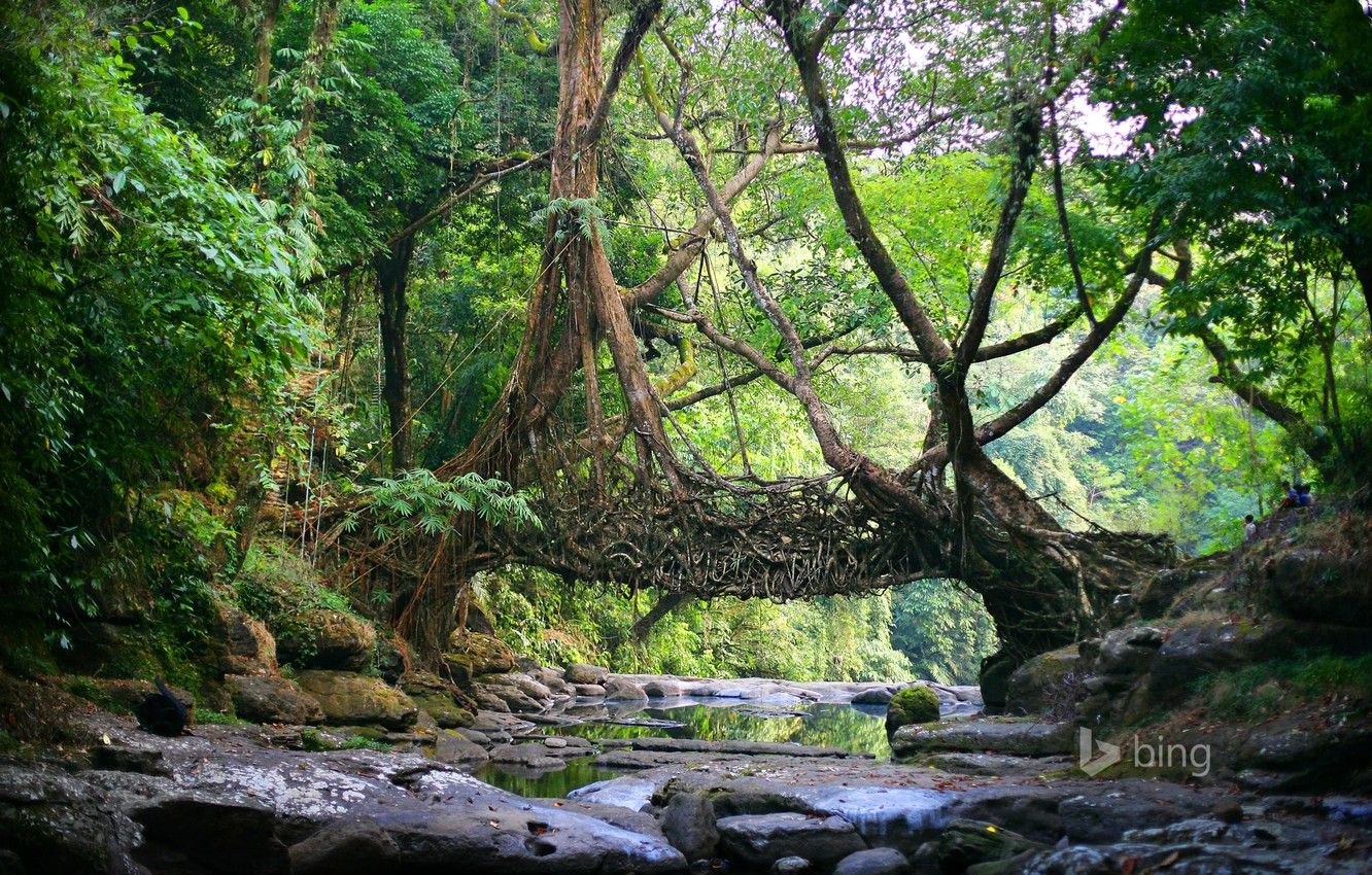 Wallpaper forest, trees, river, stones, India, vines, East Khasi Hills, Meghalaya, living bridge image for desktop, section природа