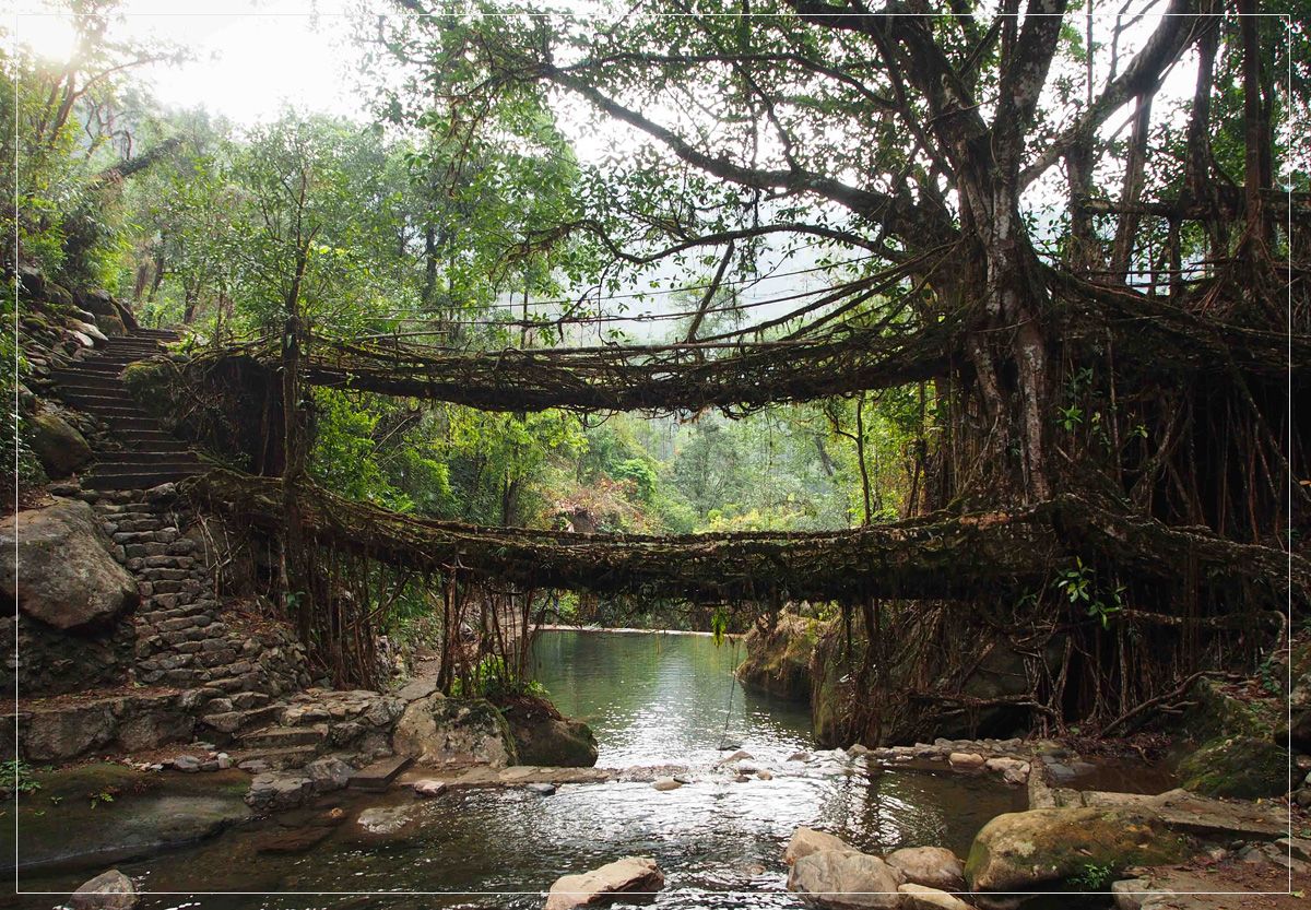 Living Root Bridges Meghalaya Image, Living Root Bridges Meghalaya Tourism Image