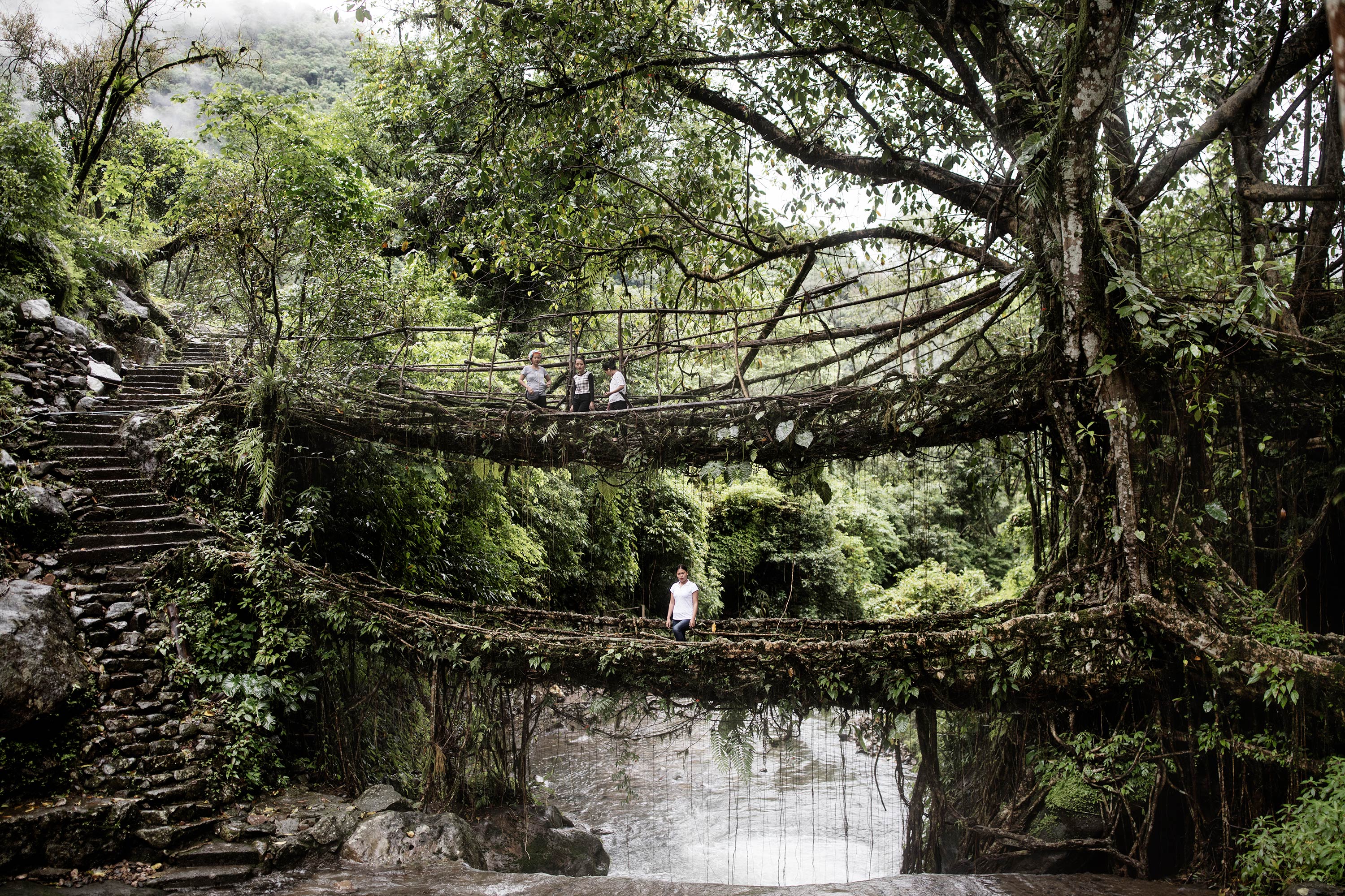 Picture of Living Root Bridges in Meghalaya, India