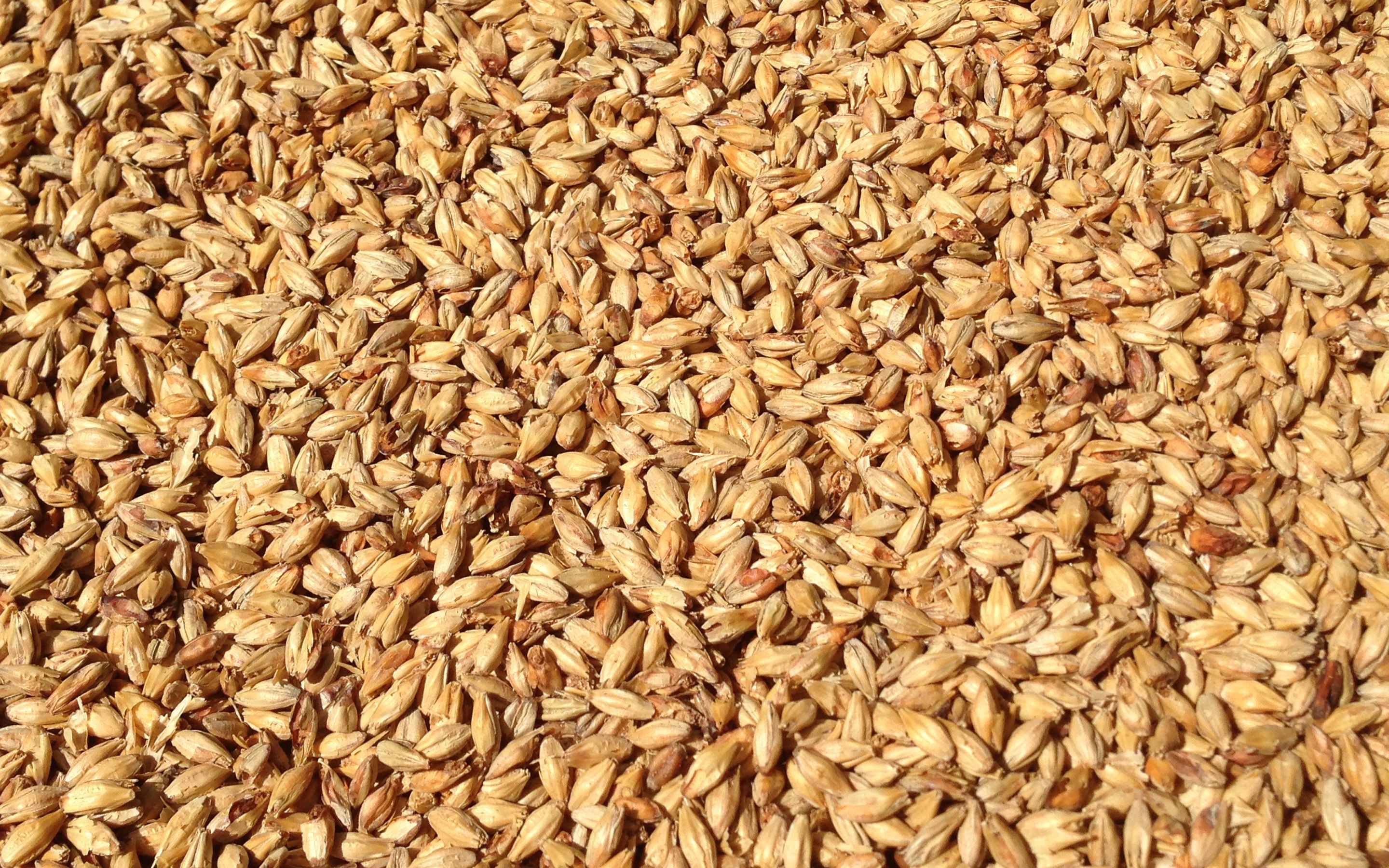 Download wallpaper wheat grains texture, wheat harvest concepts, wheat background, cereals, wheat texture for desktop with resolution 2880x1800. High Quality HD picture wallpaper