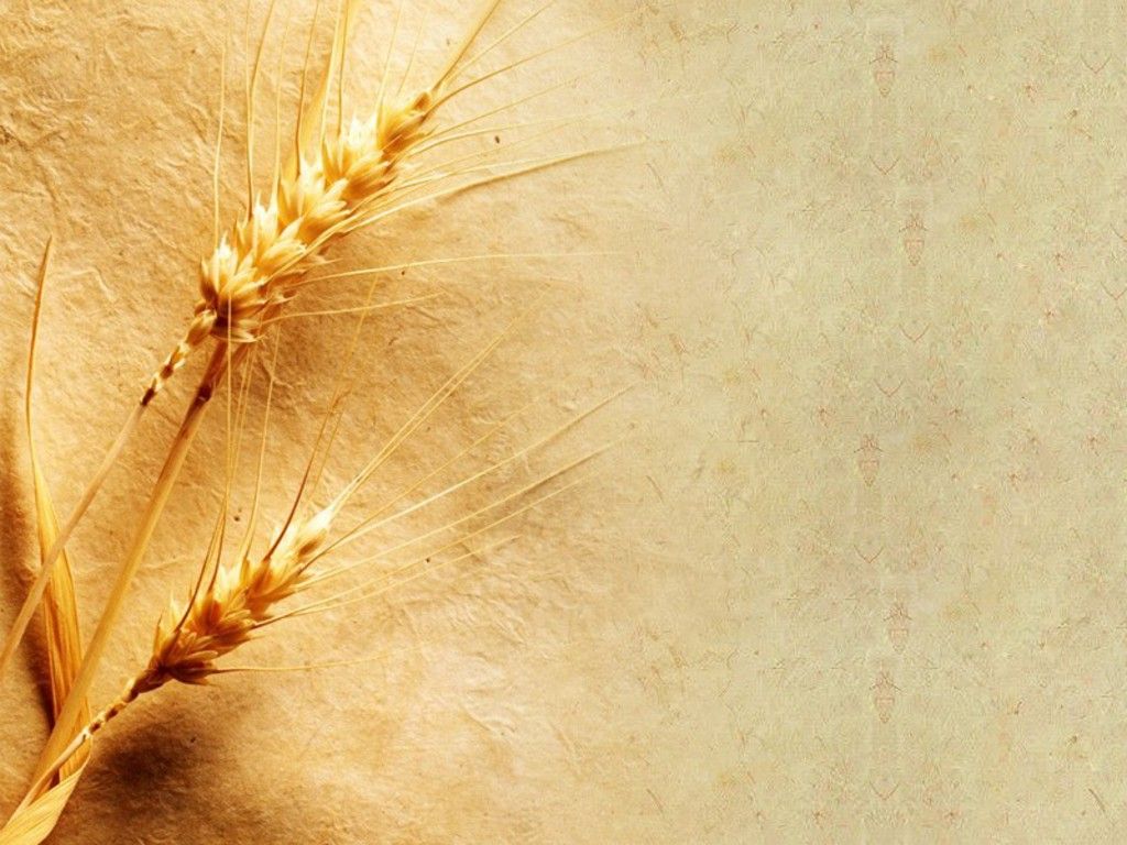 Wheat Grain Wallpaper. Wheat Wallpaper, Wheat Wood Background and Wheat Background