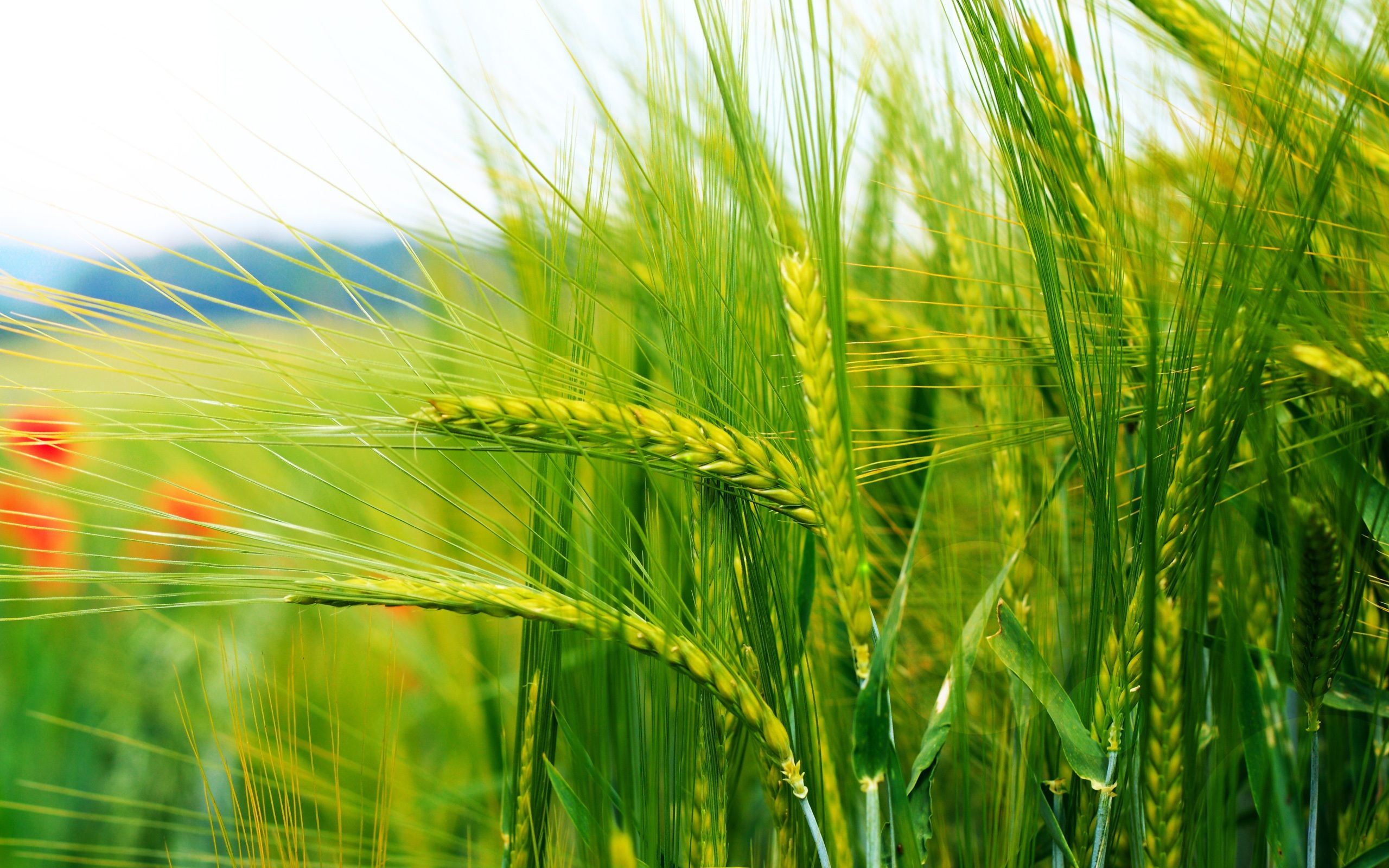 Wallpaper Grains Stalks Bokeh Close Up Photography 2560x1600 HD Picture, Image