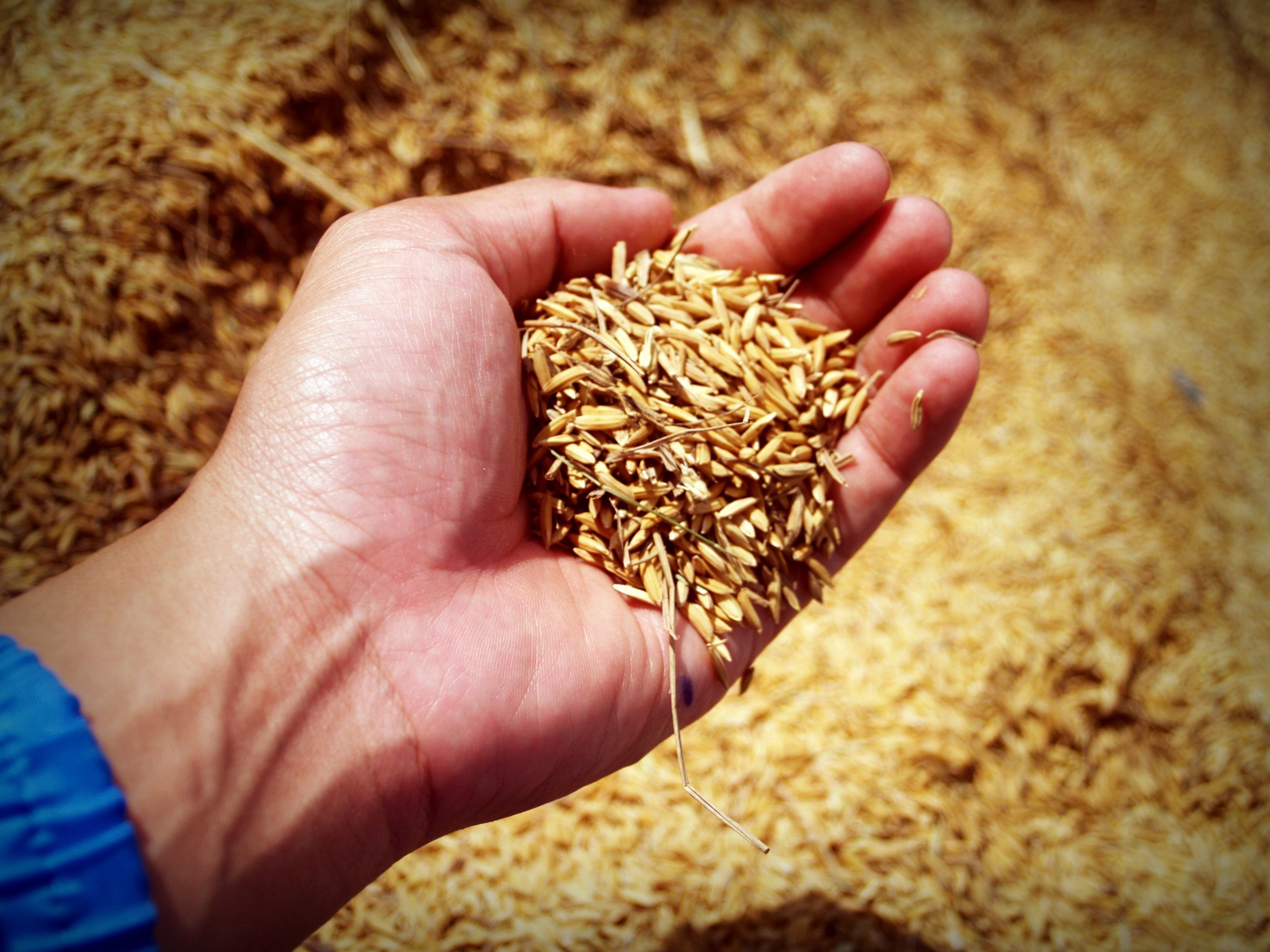 Person Holding Rice Grains · Free