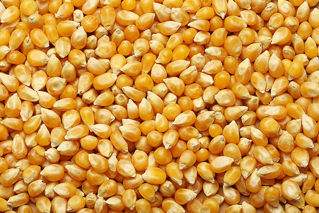 Photos Corn Grain Food Many