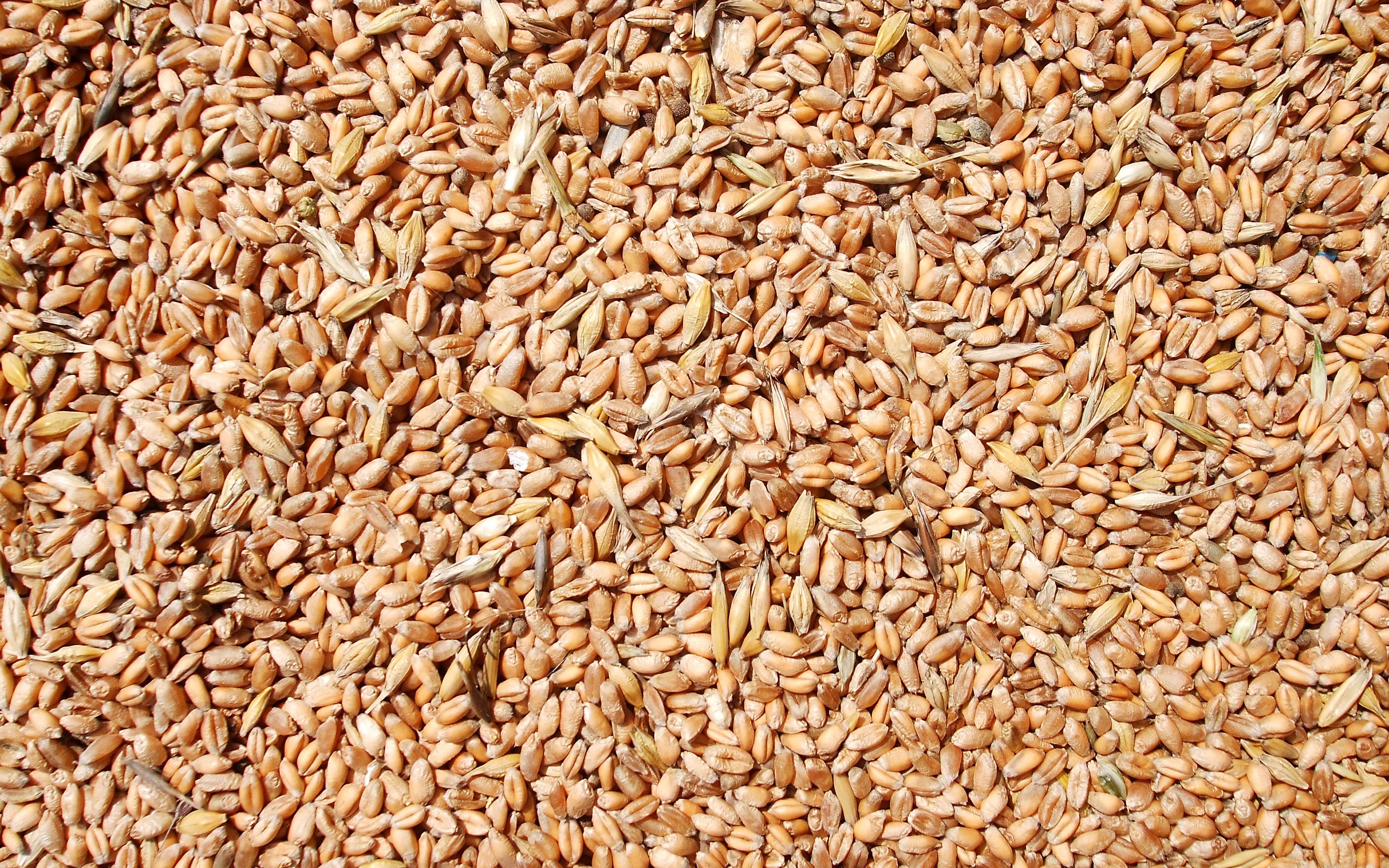 Download Wallpaper 4k, Wheat Grains, Macro, Wheat Textures, Cereals, Food Textures, Close Up, Groats Textures, Wheat Background For Desktop With Resolution 3840x2400. High Quality HD Picture Wallpaper