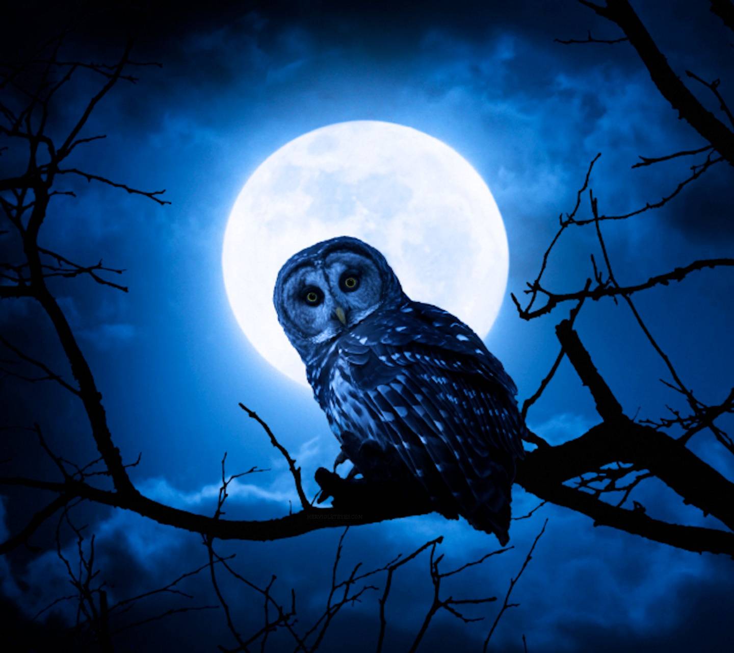 Night Owl wallpaper