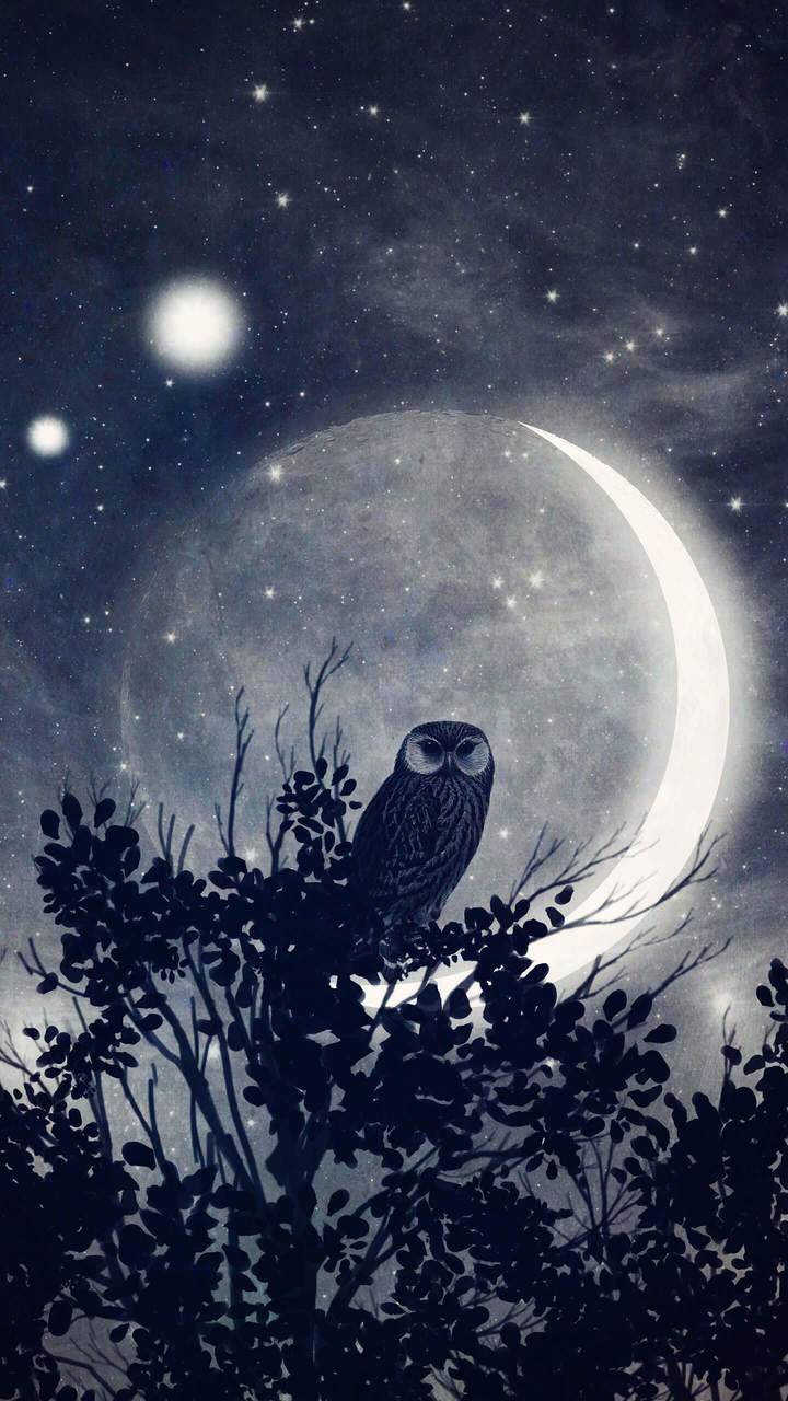 Night Owl wallpaper