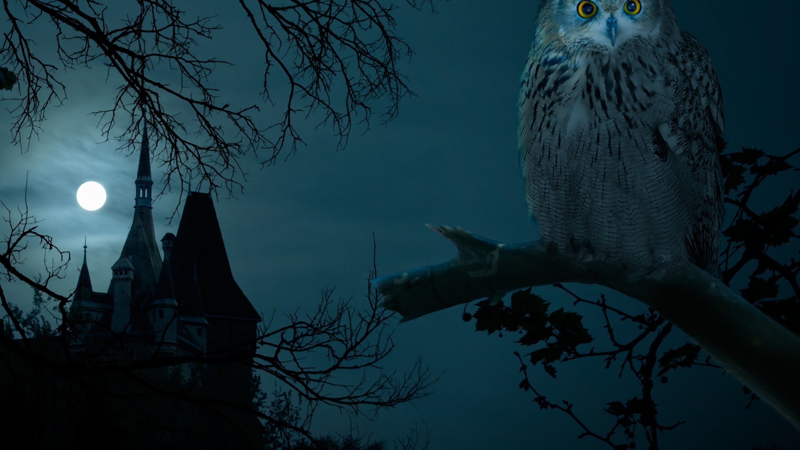 Free download Halloween Night Owl Hounted Wallpaper HD 4k High Definition [2560x1440] for your Desktop, Mobile & Tablet. Explore Halloween Owl Wallpaper. Halloween Owl Wallpaper, Owl Wallpaper, Owl Wallpaper