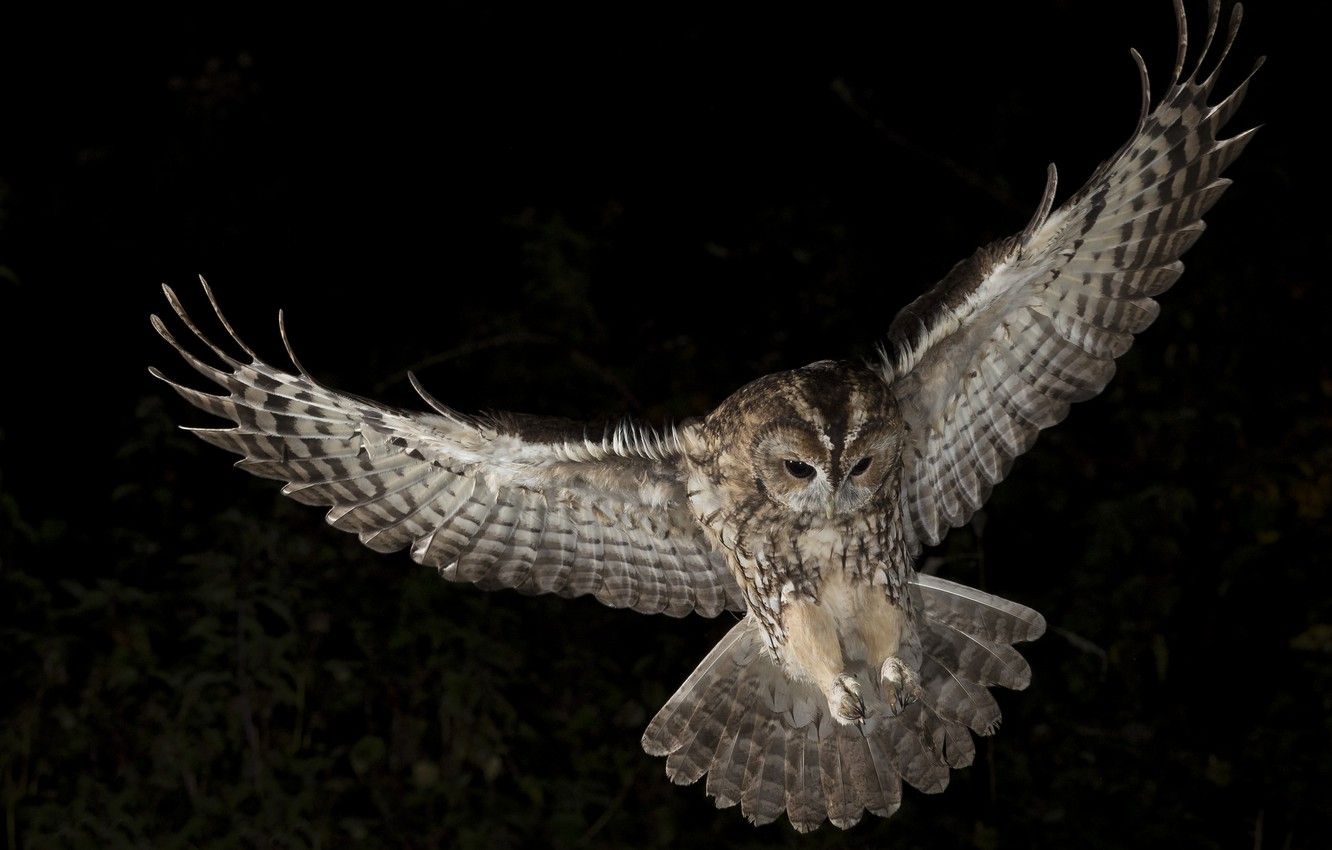 Wallpaper night, owl, wings, hunting, soars image for desktop, section животные