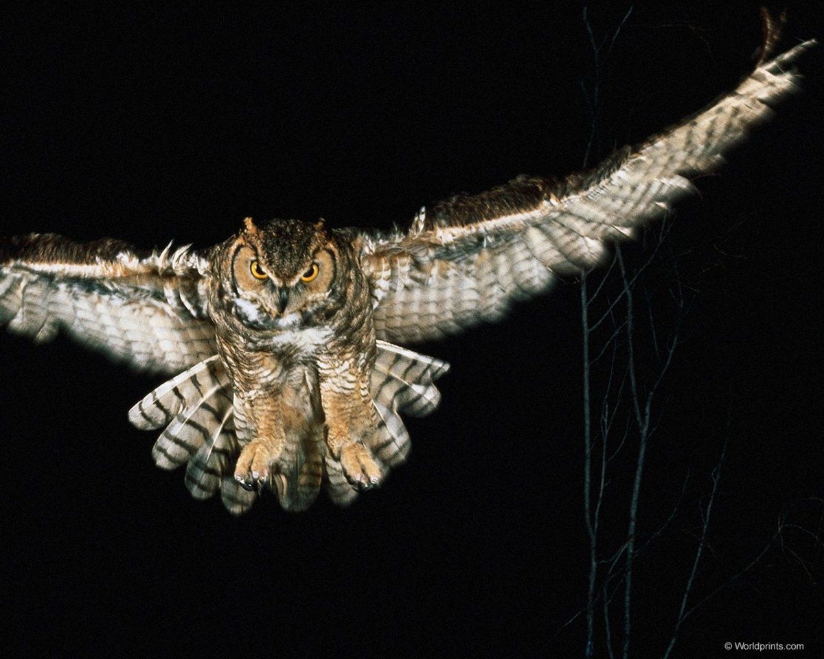 Hero Wallpaper owl Wallpaper #Hd #Walpapers #Birds #Owl #Night #At
