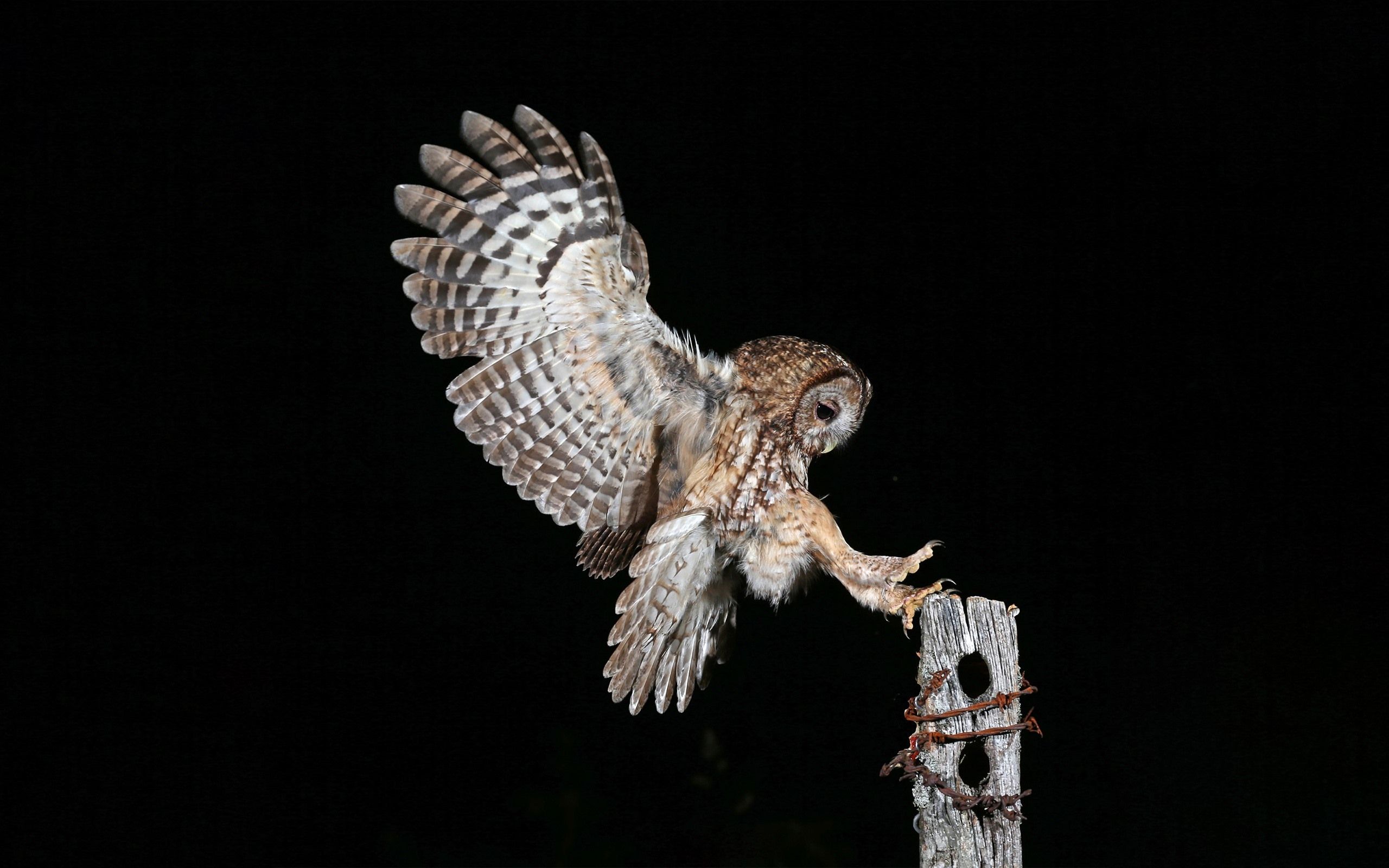 Wallpaper Night, owl flight, wings, stump, black background 2560x1600 HD Picture, Image