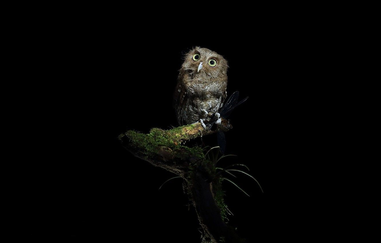 Wallpaper night, owl, branch, black background, mining, the dark background image for desktop, section животные