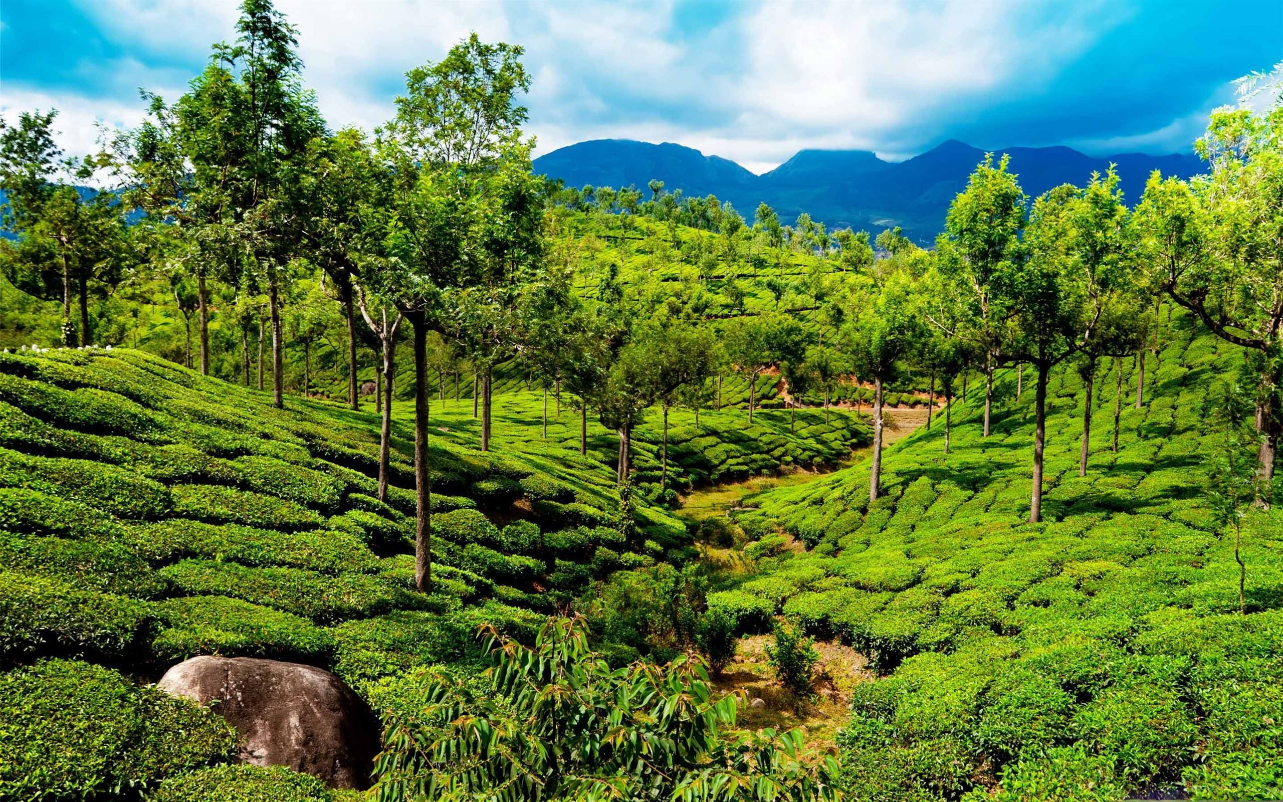 Green Tea Field Kerala India Mac Wallpaper Download