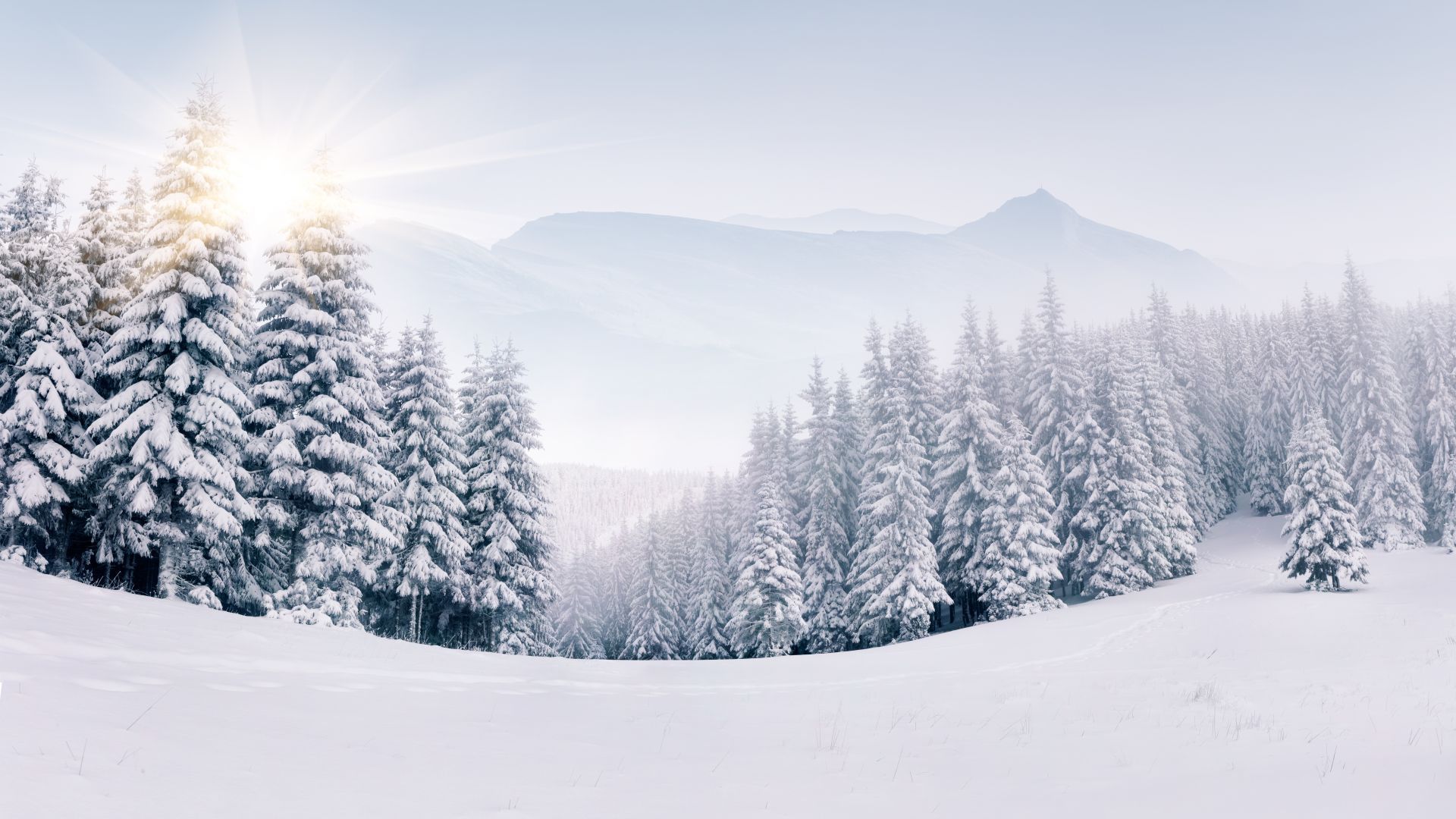 Wallpaper forest, snow, winter, 5k, Nature