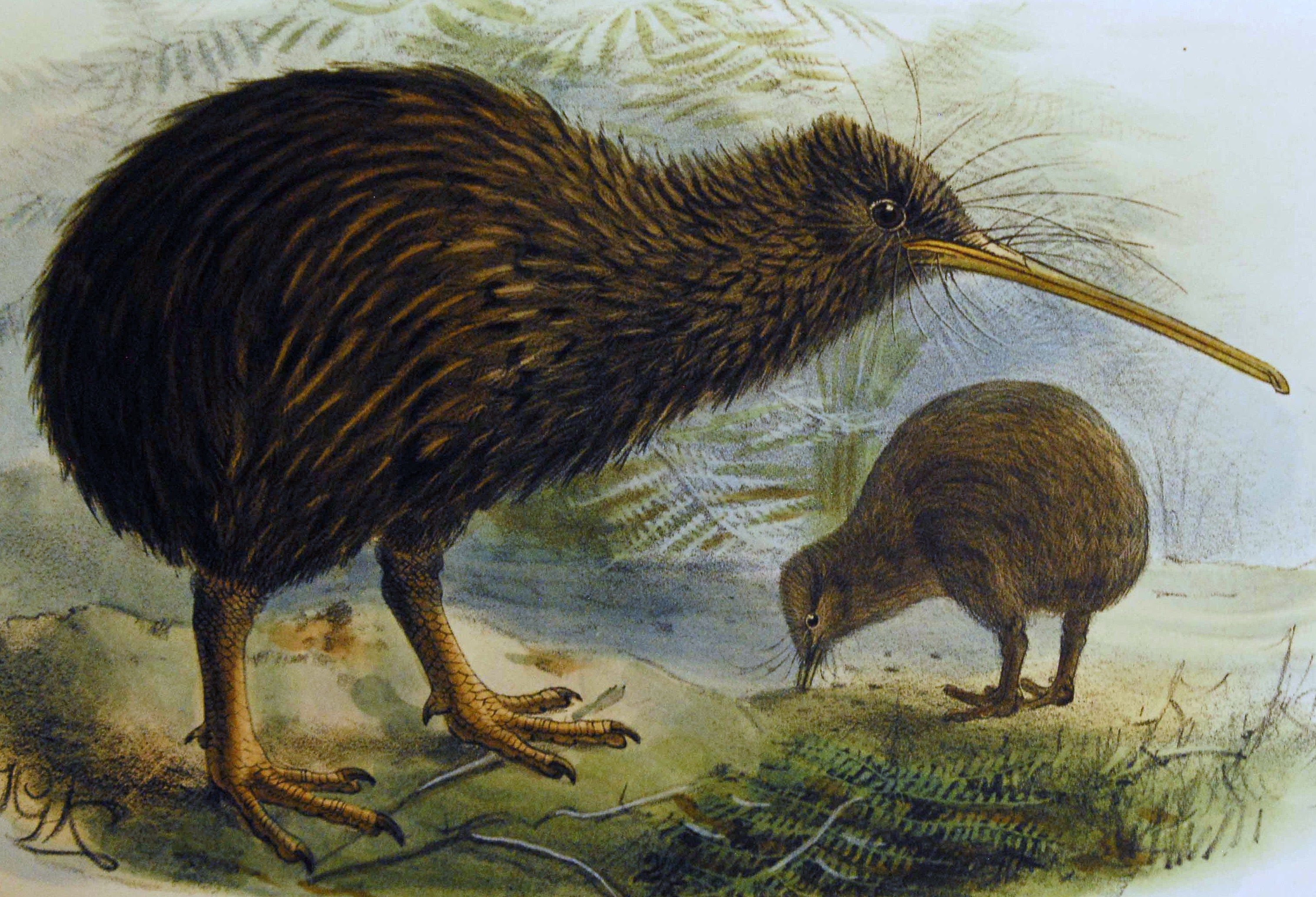 Time to learn about the kiwi bird!