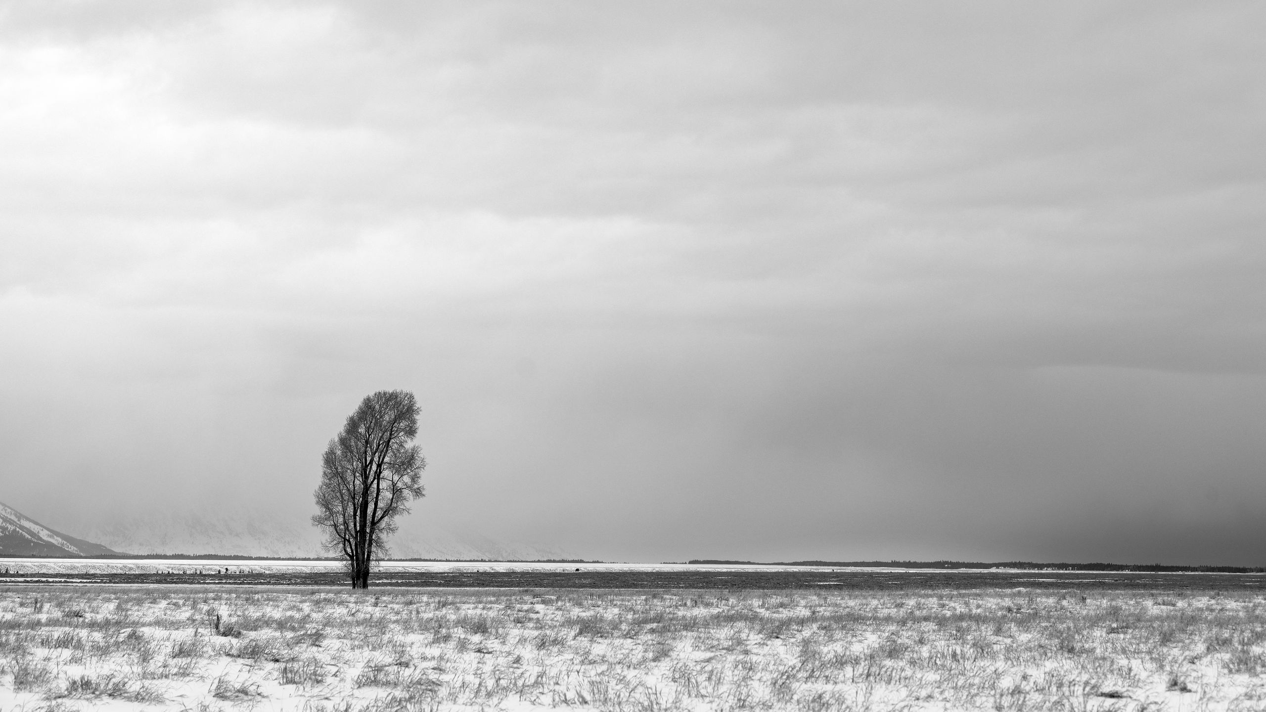 Download wallpaper 2560x1440 tree, snow, bw, minimalism, winter widescreen 16:9 HD background