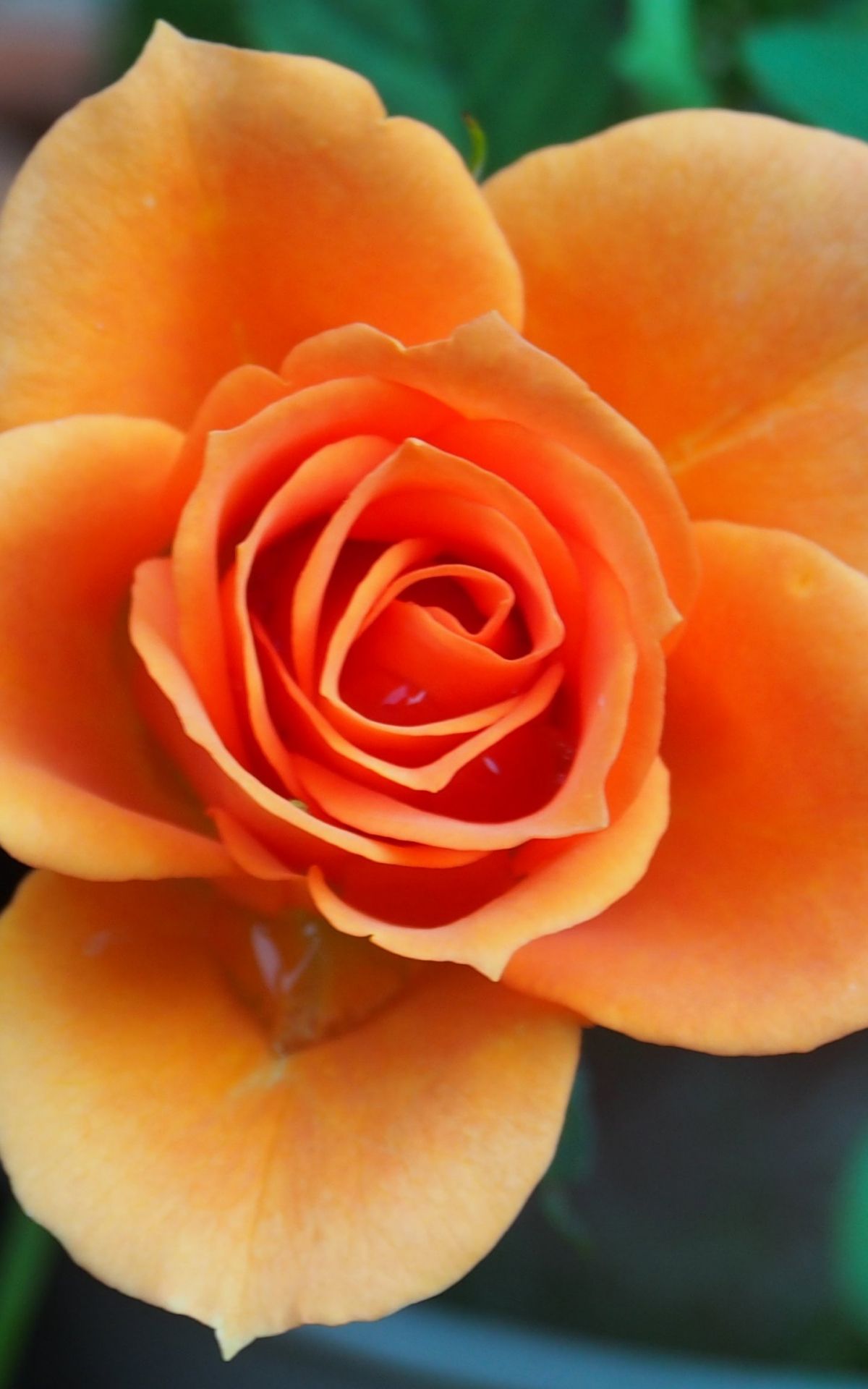 Free download Orange Rose Wallpaper iPhone Android Desktop Background [1440x2560] for your Desktop, Mobile & Tablet. Explore Orange Rose Wallpaper. Orange Rose Wallpaper, Orange Rose Wallpaper HD, Orange Wallpaper