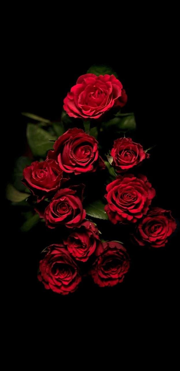 Image about red in Background by Cãmilyã♔. Flowers black background, Rose wallpaper, Red roses wallpaper
