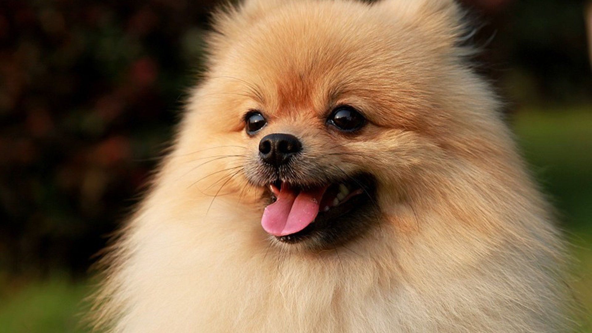 Pomeranian Puppy Wallpaper HD Wallpaper & Background Download